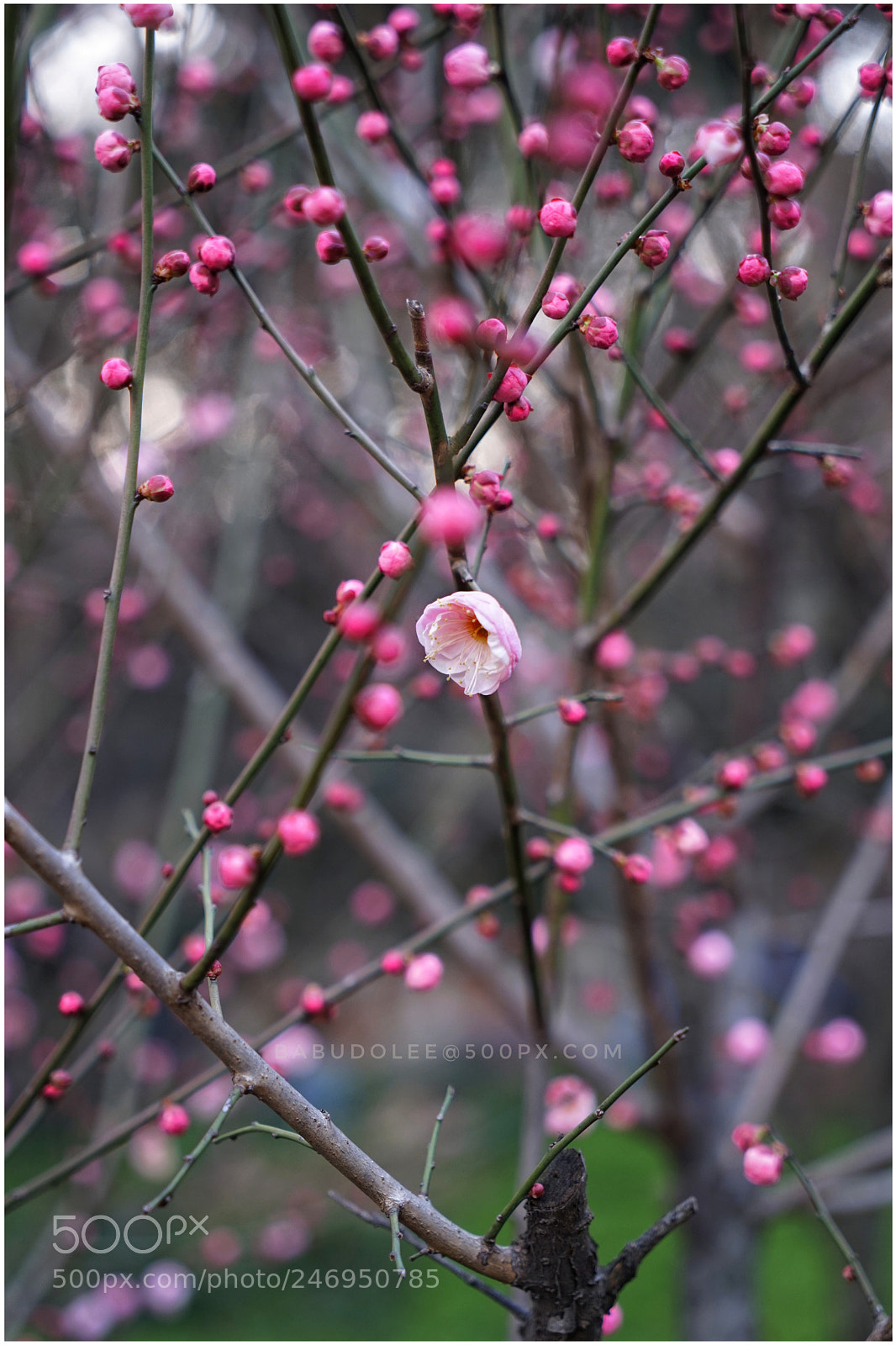Sony a7 sample photo. Plum blossom photography