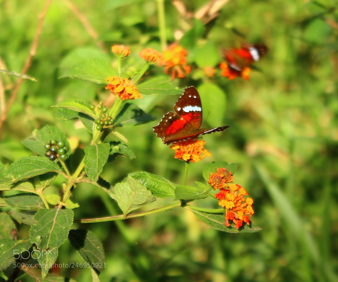 Canon EOS 1300D (EOS Rebel T6 / EOS Kiss X80) sample photo. Anartia amathea photography