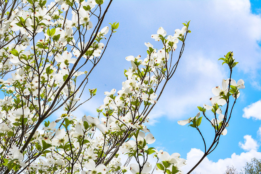 Nikon D5200 sample photo. Touch the sky photography