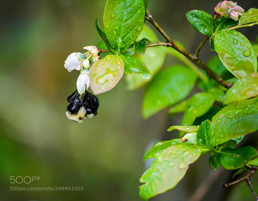 Nikon D5200 sample photo. Buzzing bee photography