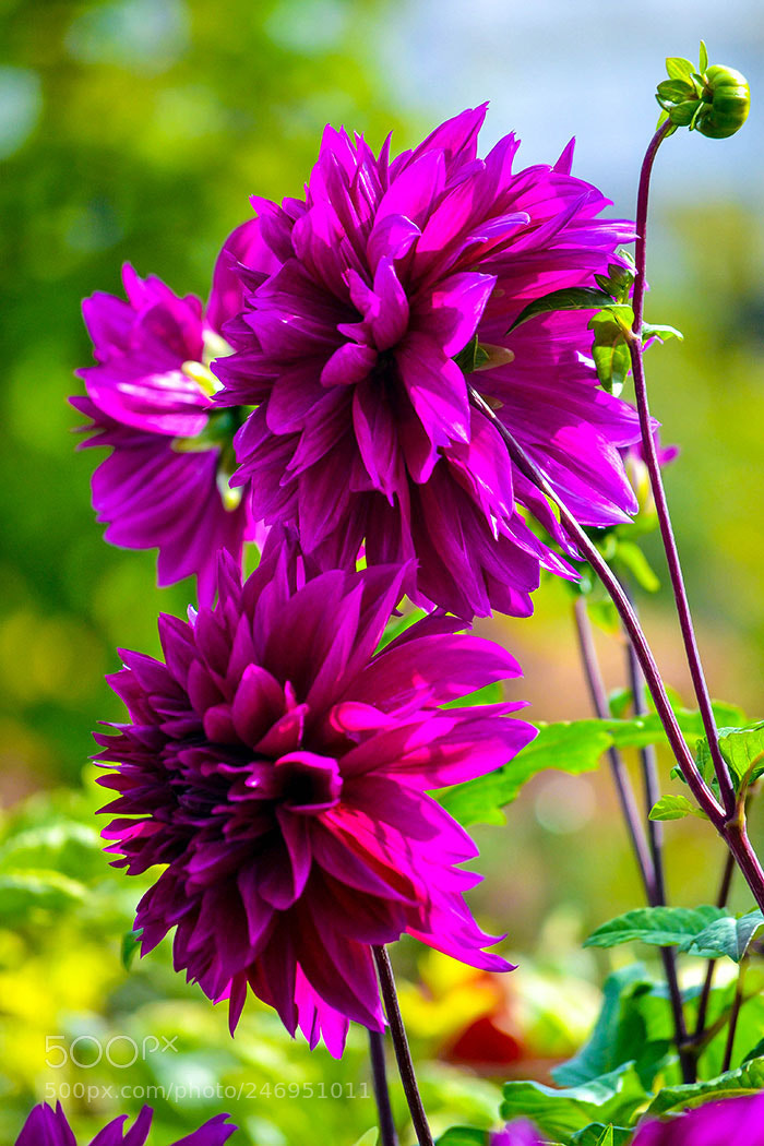Nikon D3100 sample photo. Beautiful flowers photography