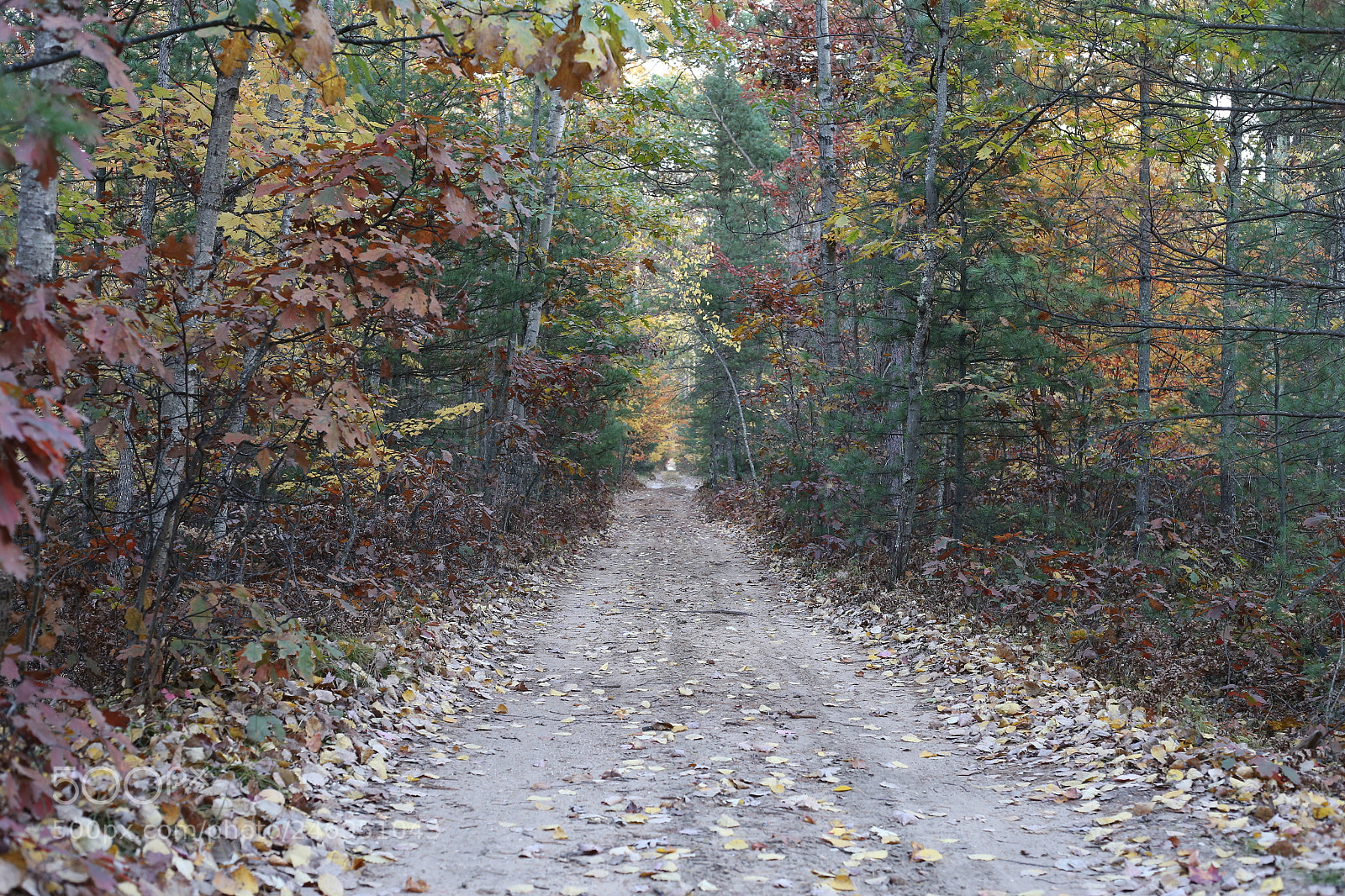 Canon EOS 6D + Canon EF 50mm F1.8 STM sample photo. Road in the woods photography