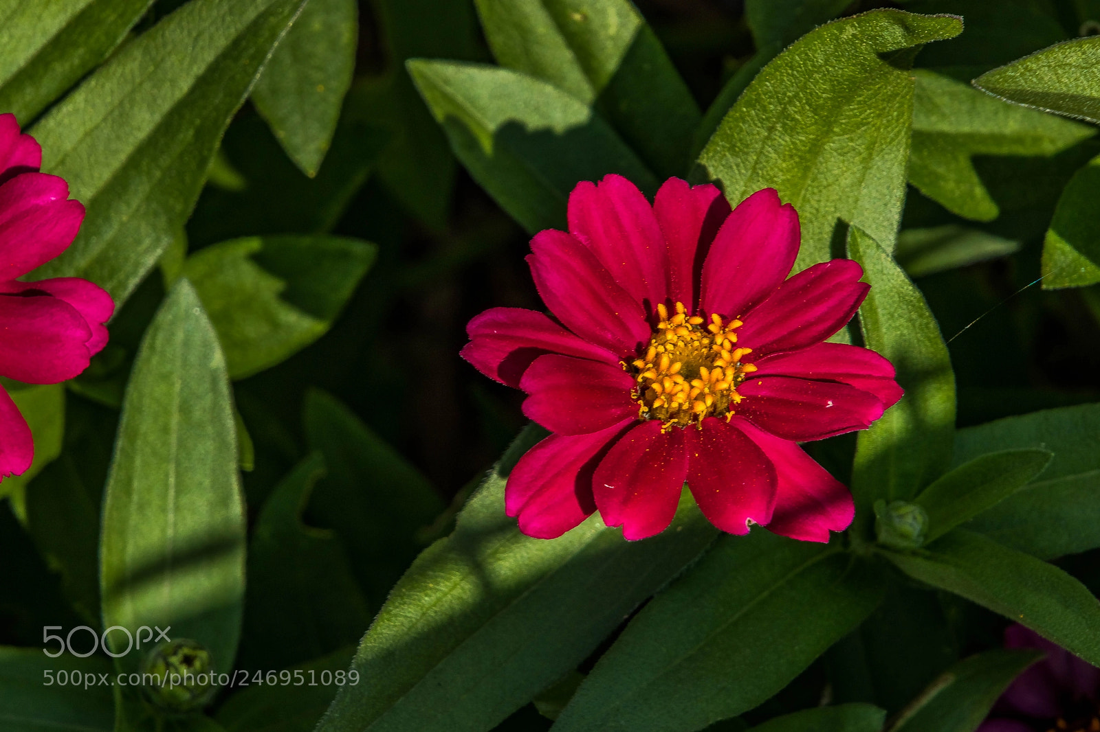 Canon EOS M5 sample photo. Golden center photography