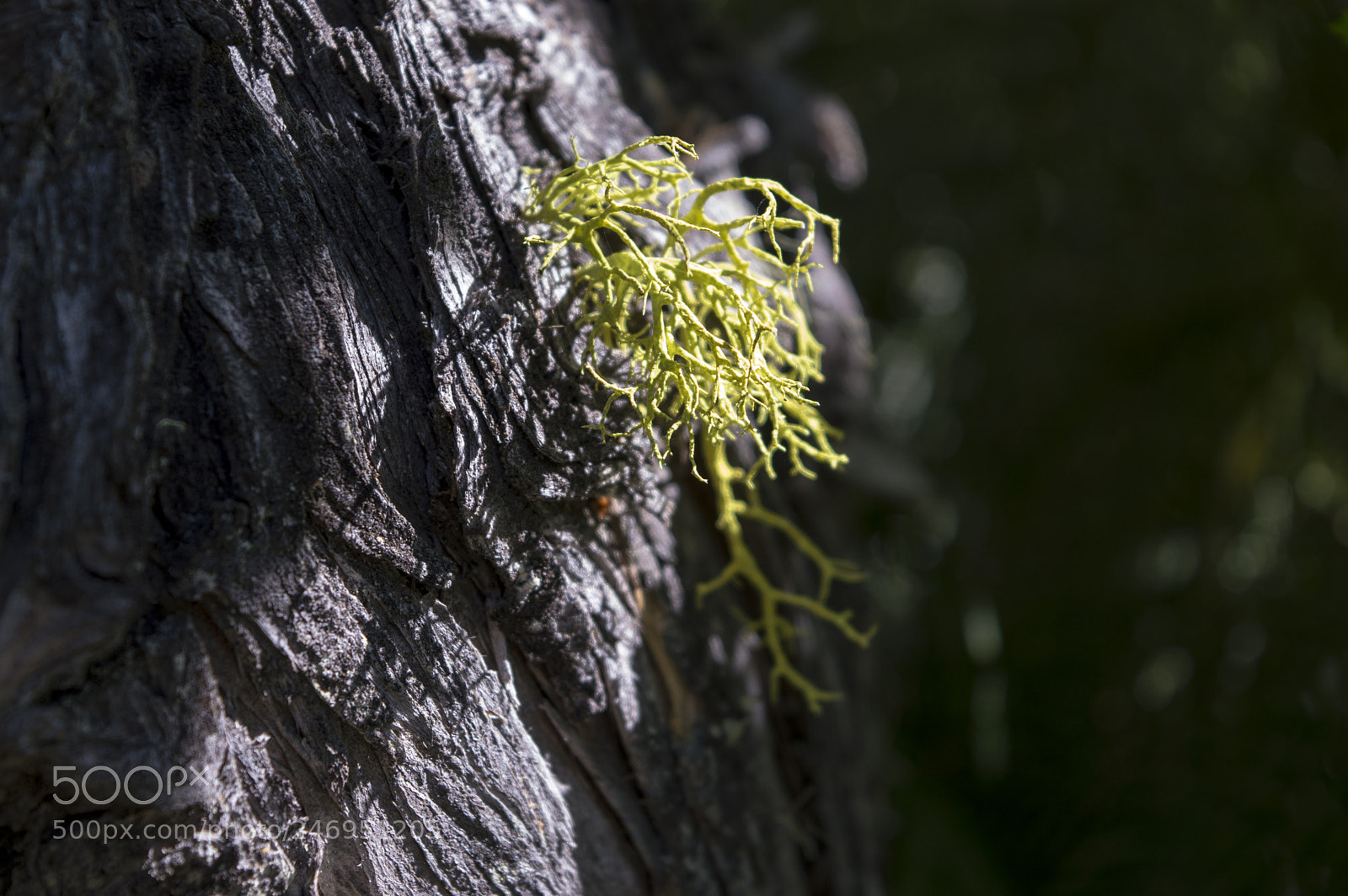 Nikon D3200 sample photo. Fruticose lichen photography