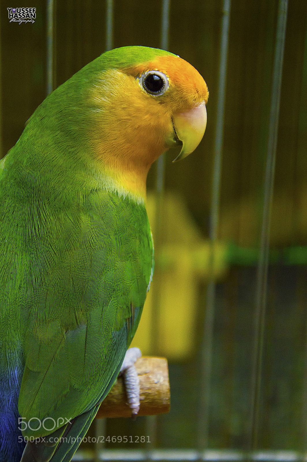 Nikon D3200 sample photo. Love bird photography