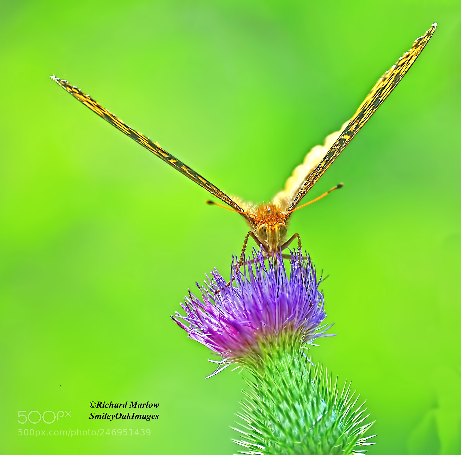 Nikon D5000 sample photo. Butterfly on thistle photography