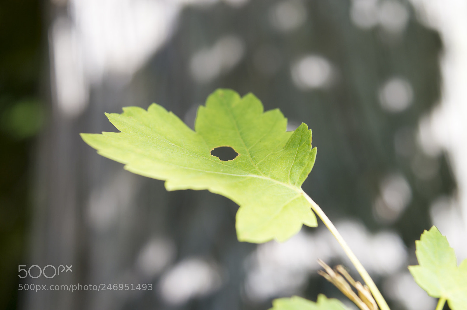 Nikon D3200 sample photo. Green leaf with a photography