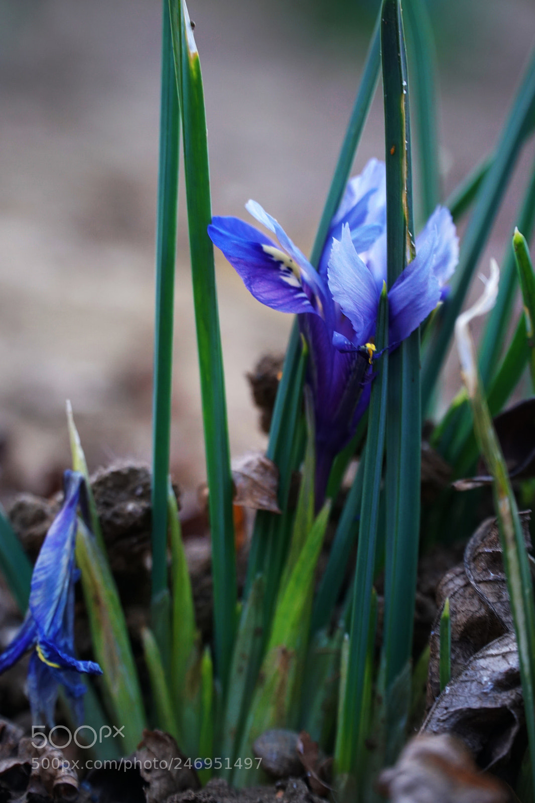 Sony a6500 sample photo. Blue petals photography