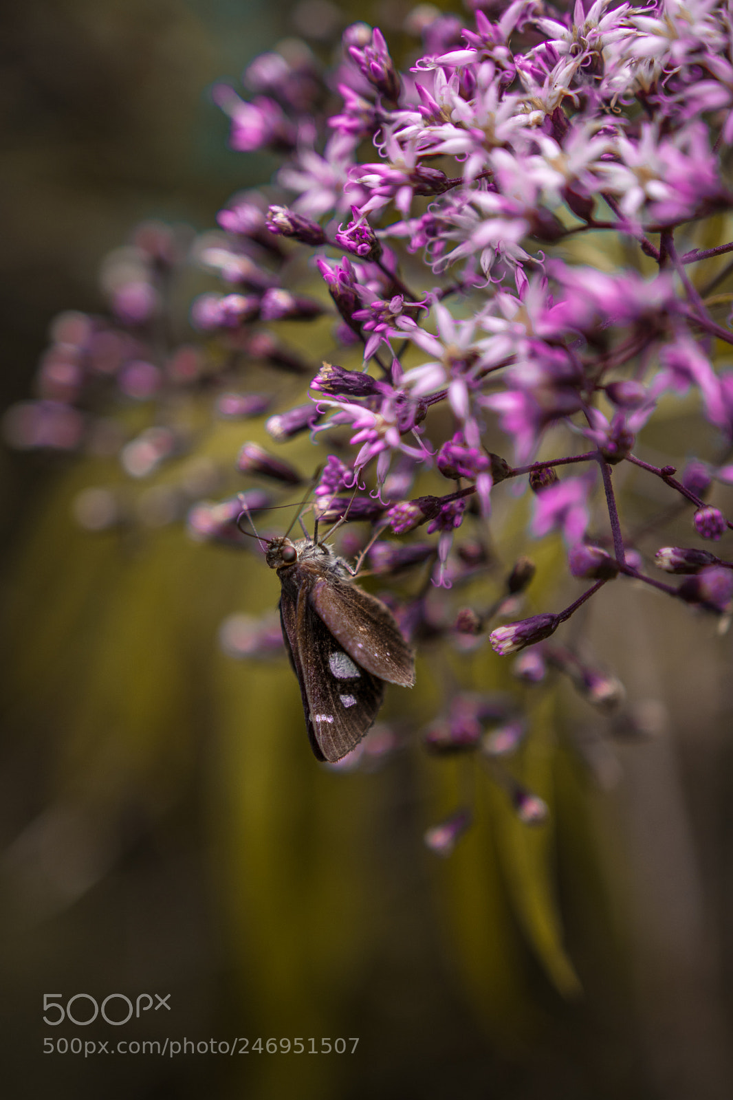 Canon EOS 80D sample photo. Moth on the flowers photography