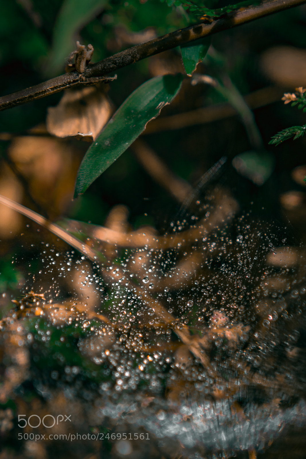 Canon EOS 80D sample photo. Waterdrops on a cobweb photography