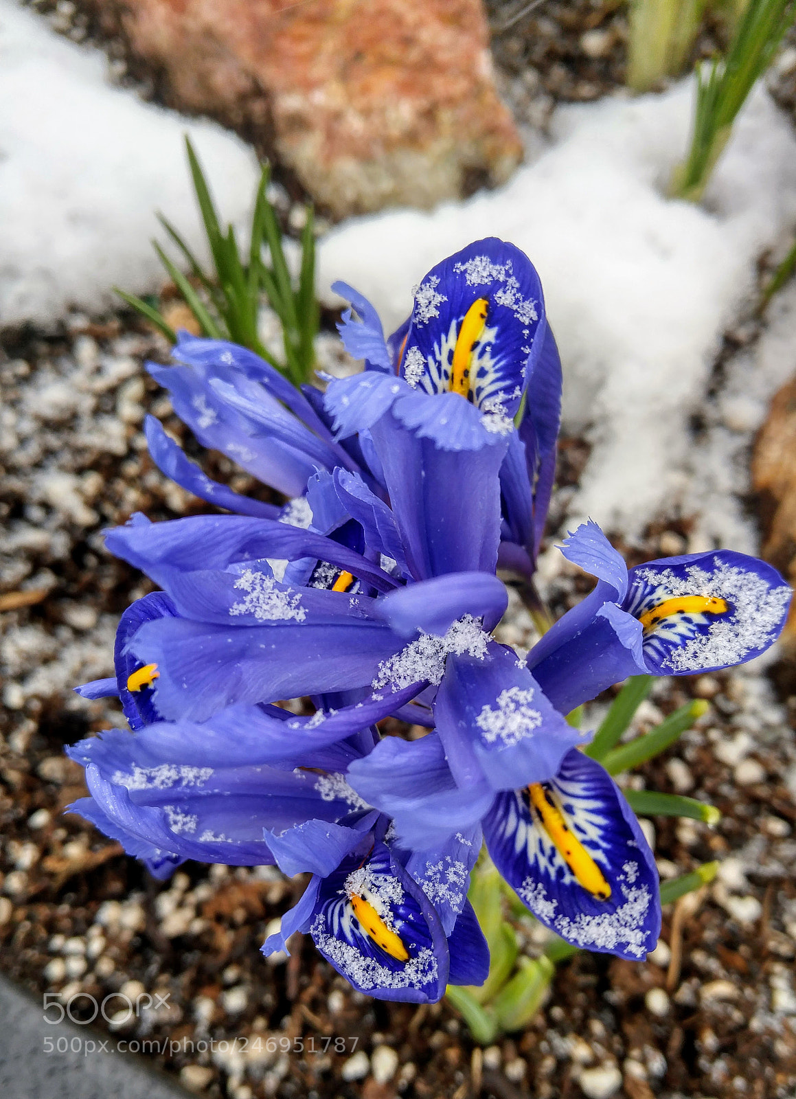LG G4 sample photo. A dusting of snow photography