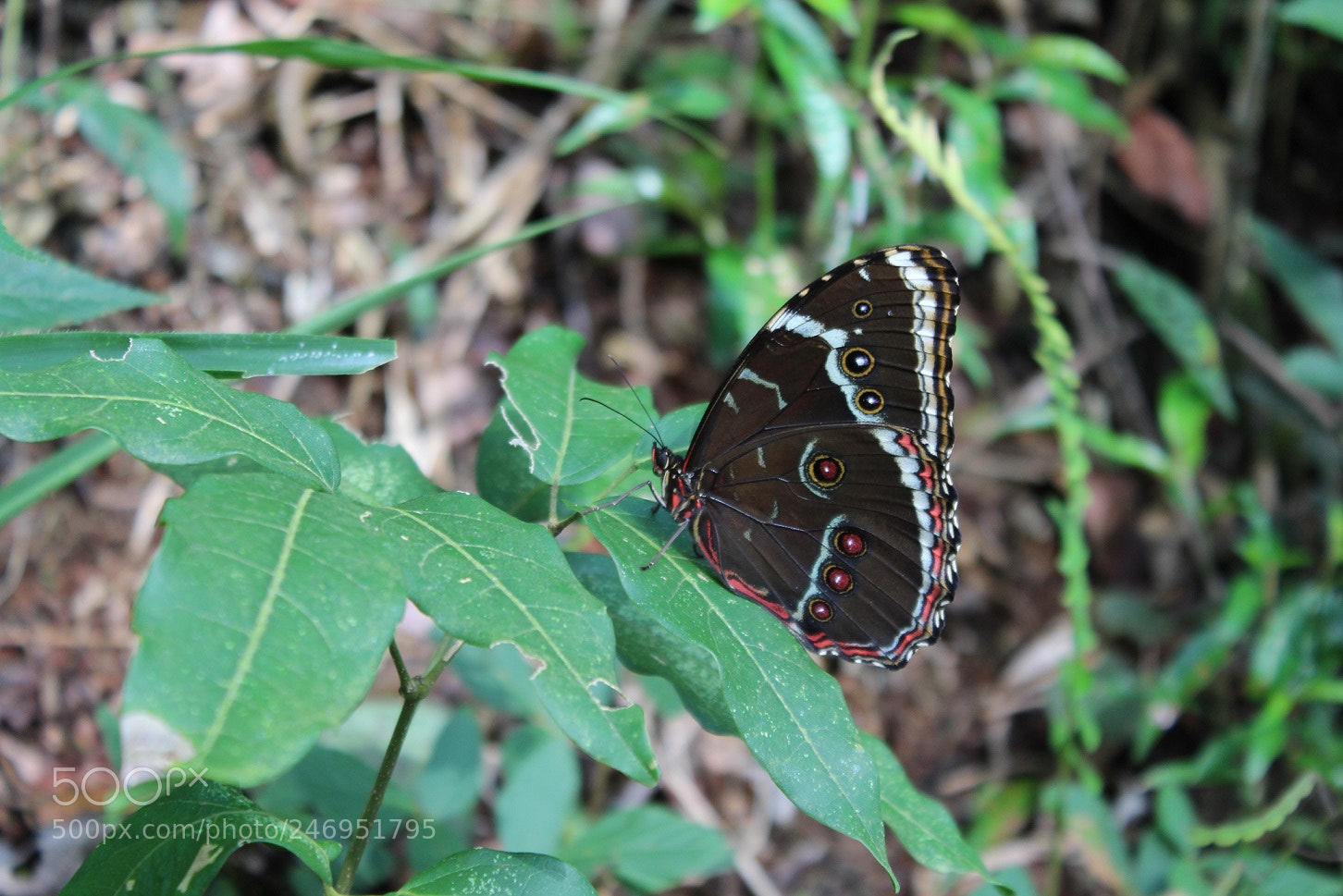 Canon EOS 1300D (EOS Rebel T6 / EOS Kiss X80) sample photo. Morpho heleanor photography