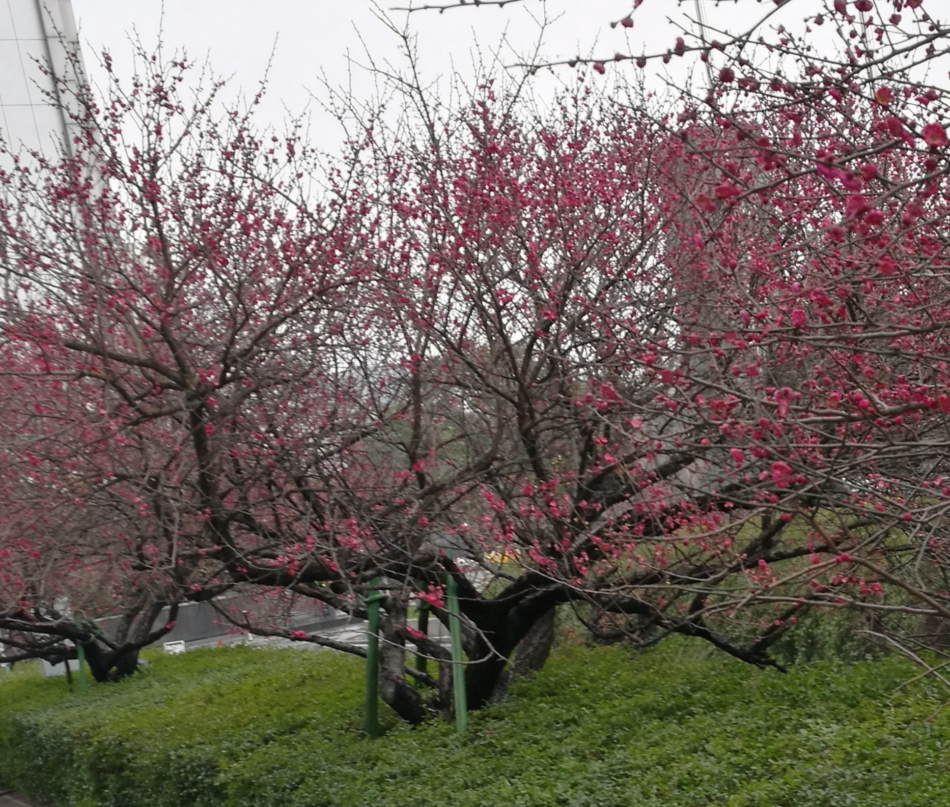 HUAWEI Honor V8 sample photo. Plum blossom photography