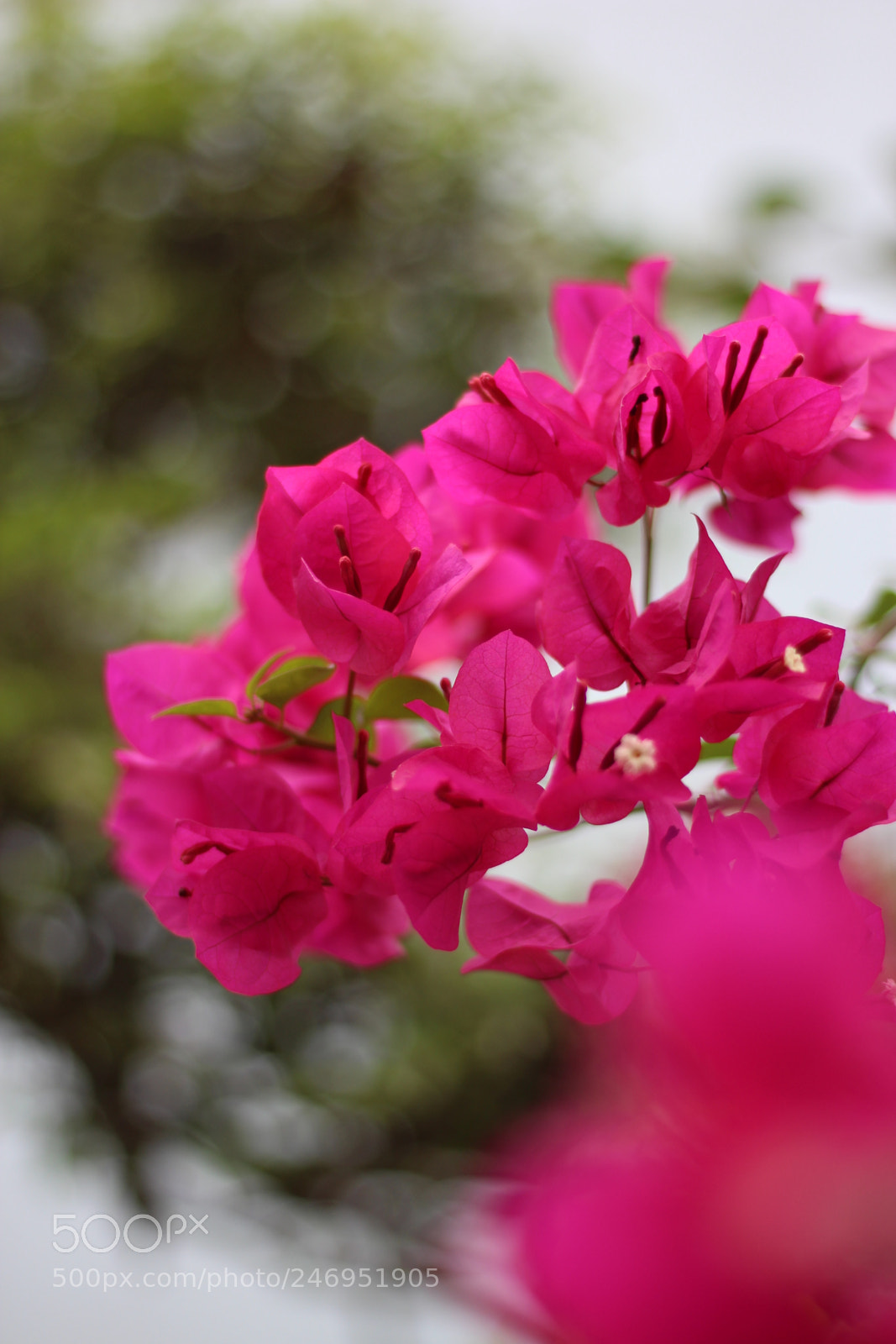 Canon EOS 700D (EOS Rebel T5i / EOS Kiss X7i) + Canon EF 50mm F1.8 STM sample photo. H o a g photography