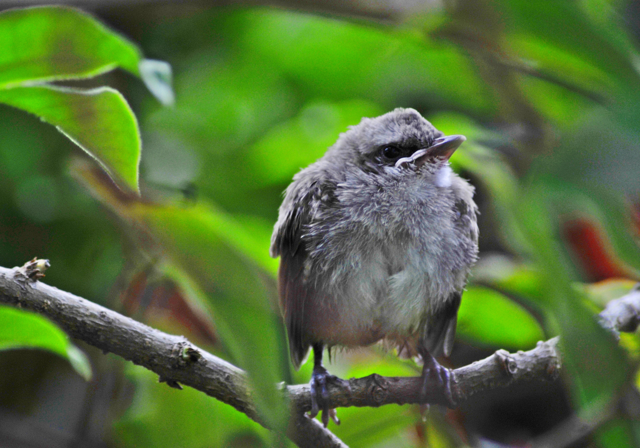 Nikon AF Nikkor 70-300mm F4-5.6G sample photo. Picnonotus goaivier... the junior photography