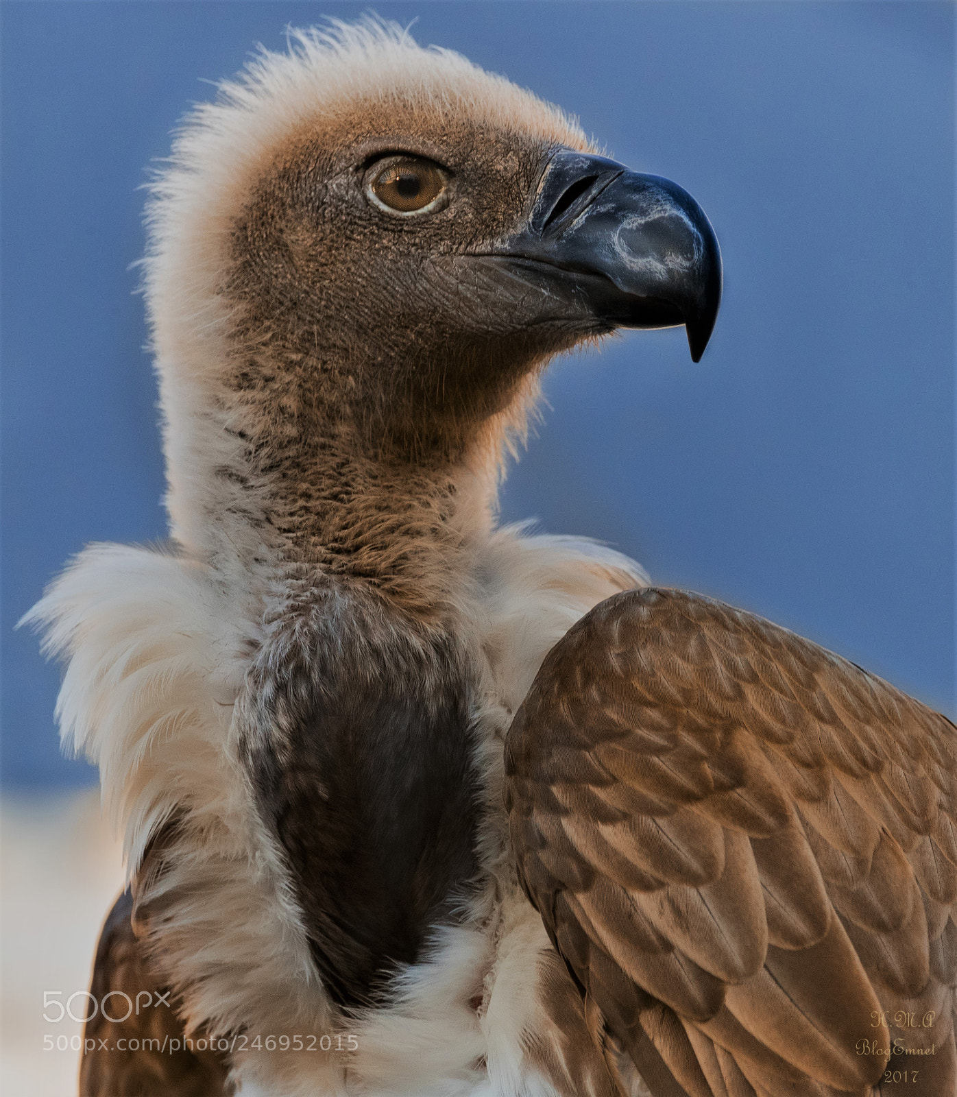 Canon EOS-1D X Mark II sample photo. Griffon vultures : look where? photography