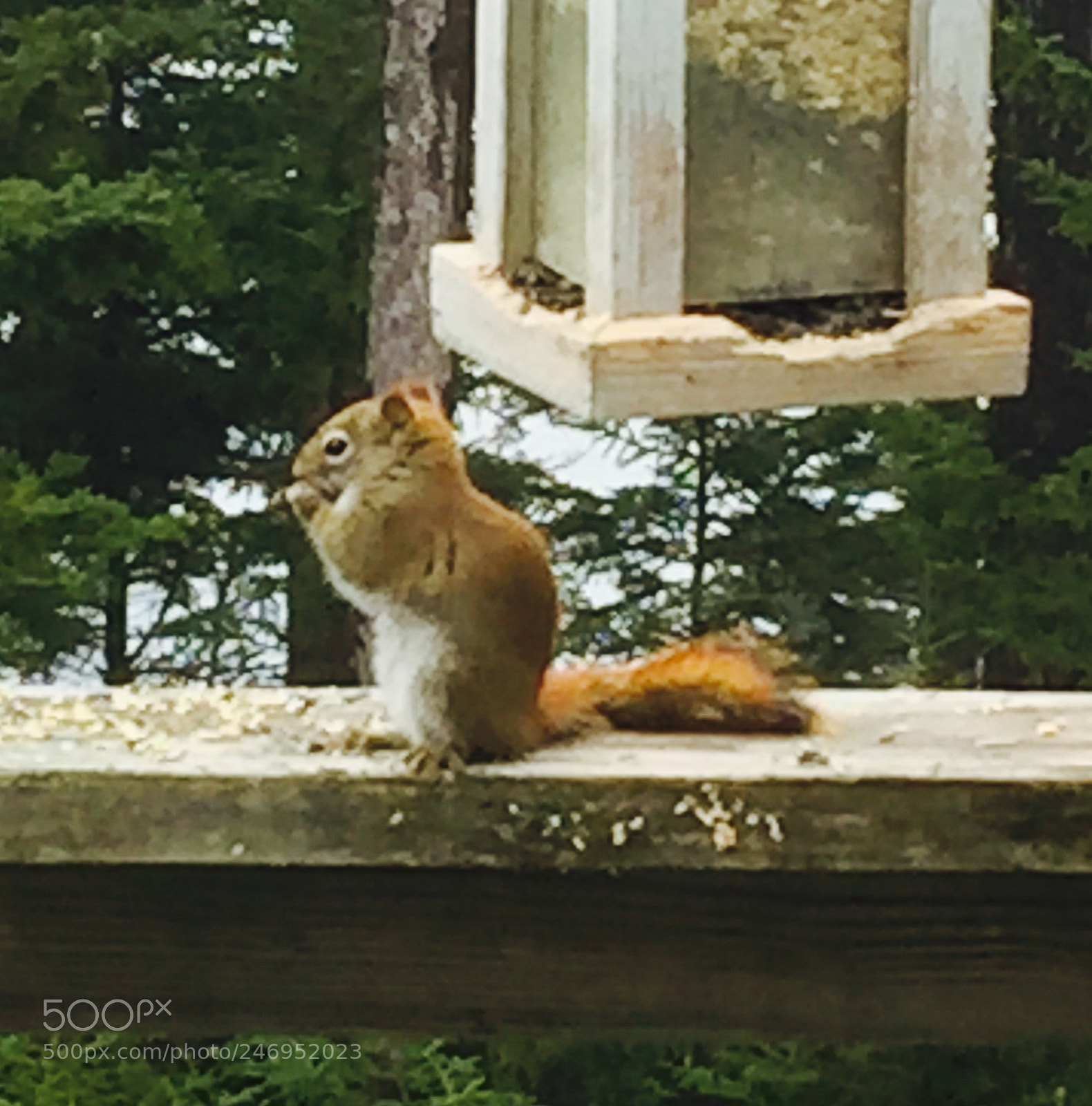 Apple iPhone 6 sample photo. Mischief squirrel photography