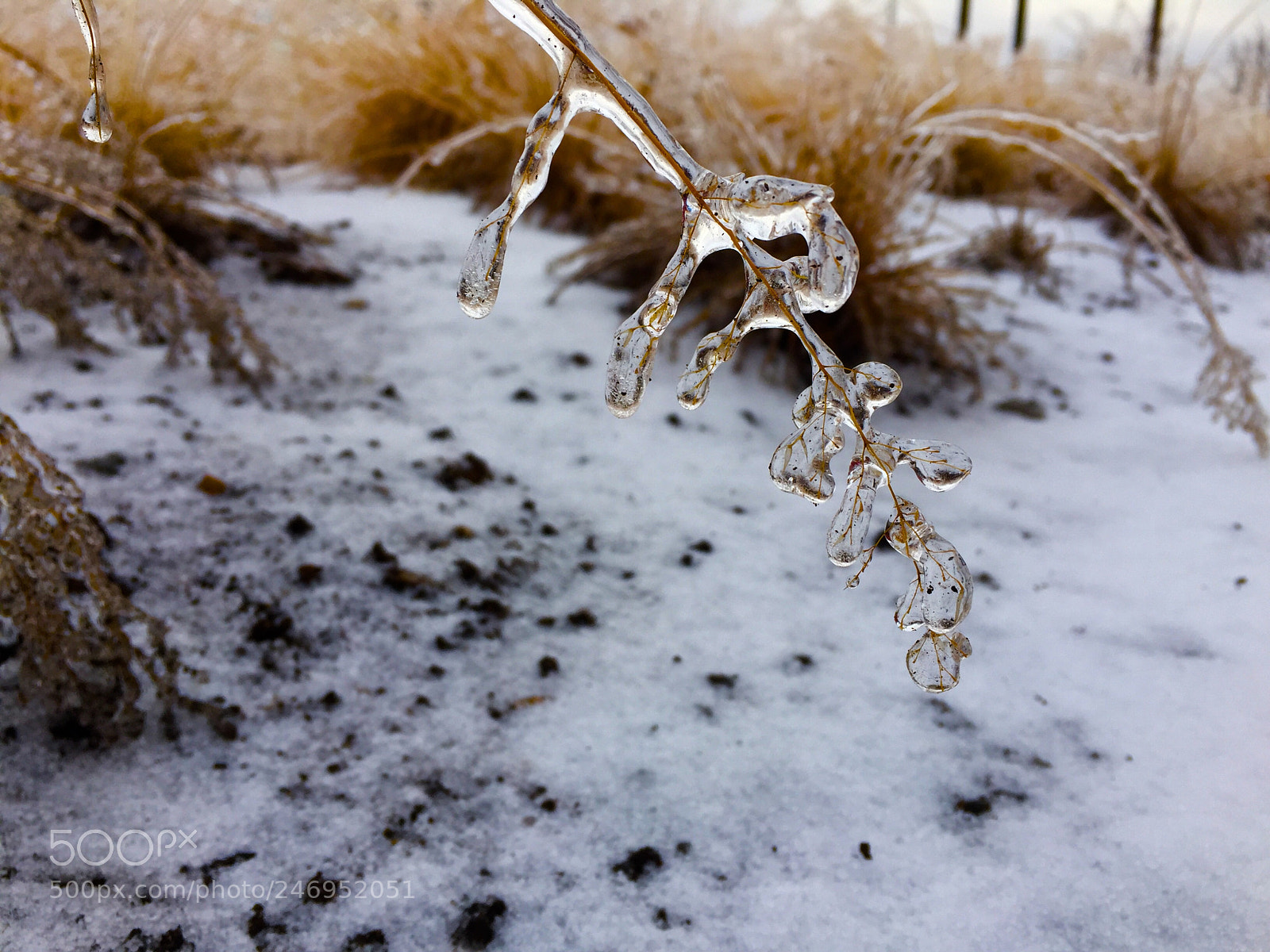 Apple iPhone 6 Plus sample photo. When sleet decides to photography