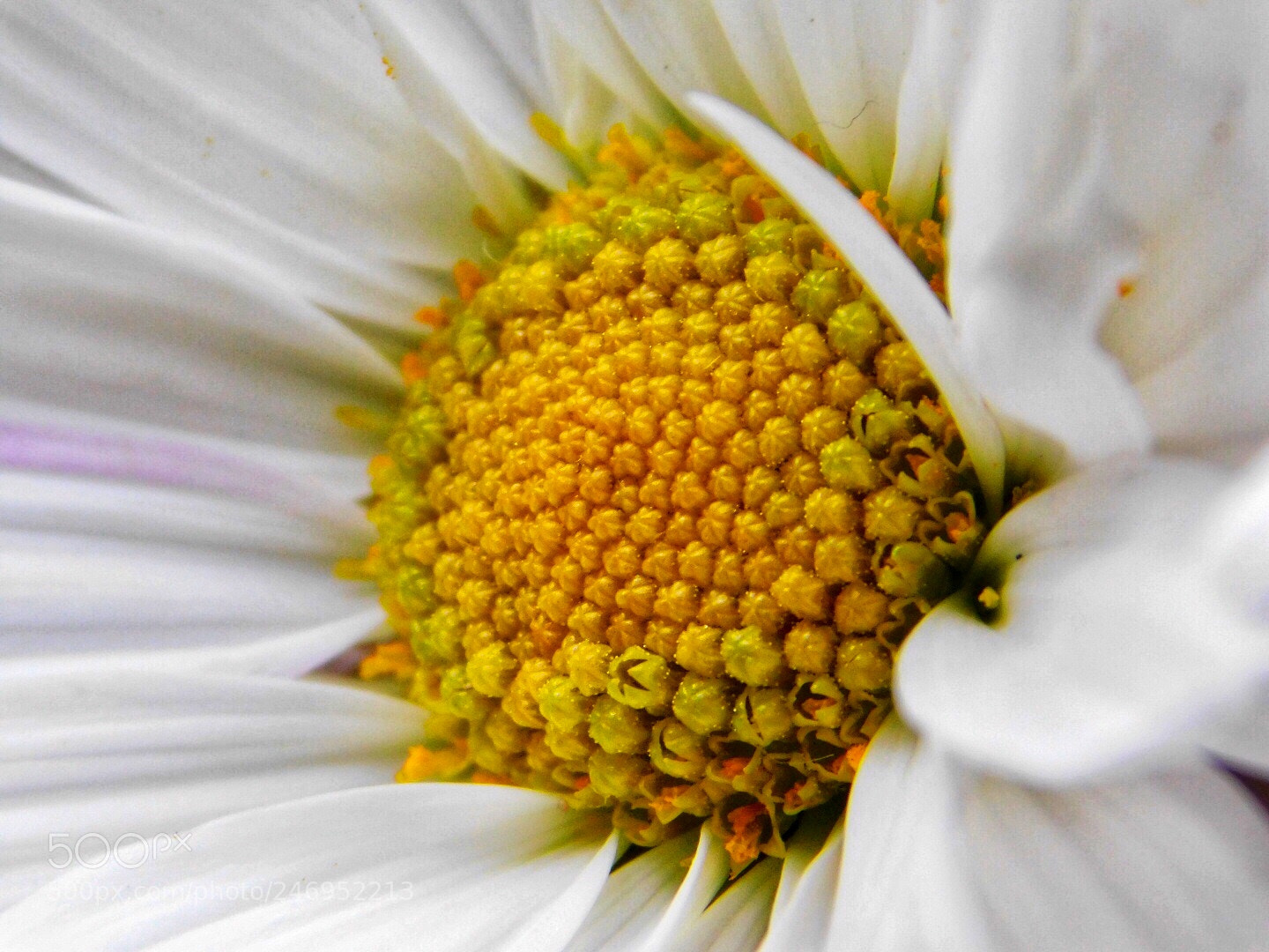 Nikon Coolpix B500 sample photo. Center photography