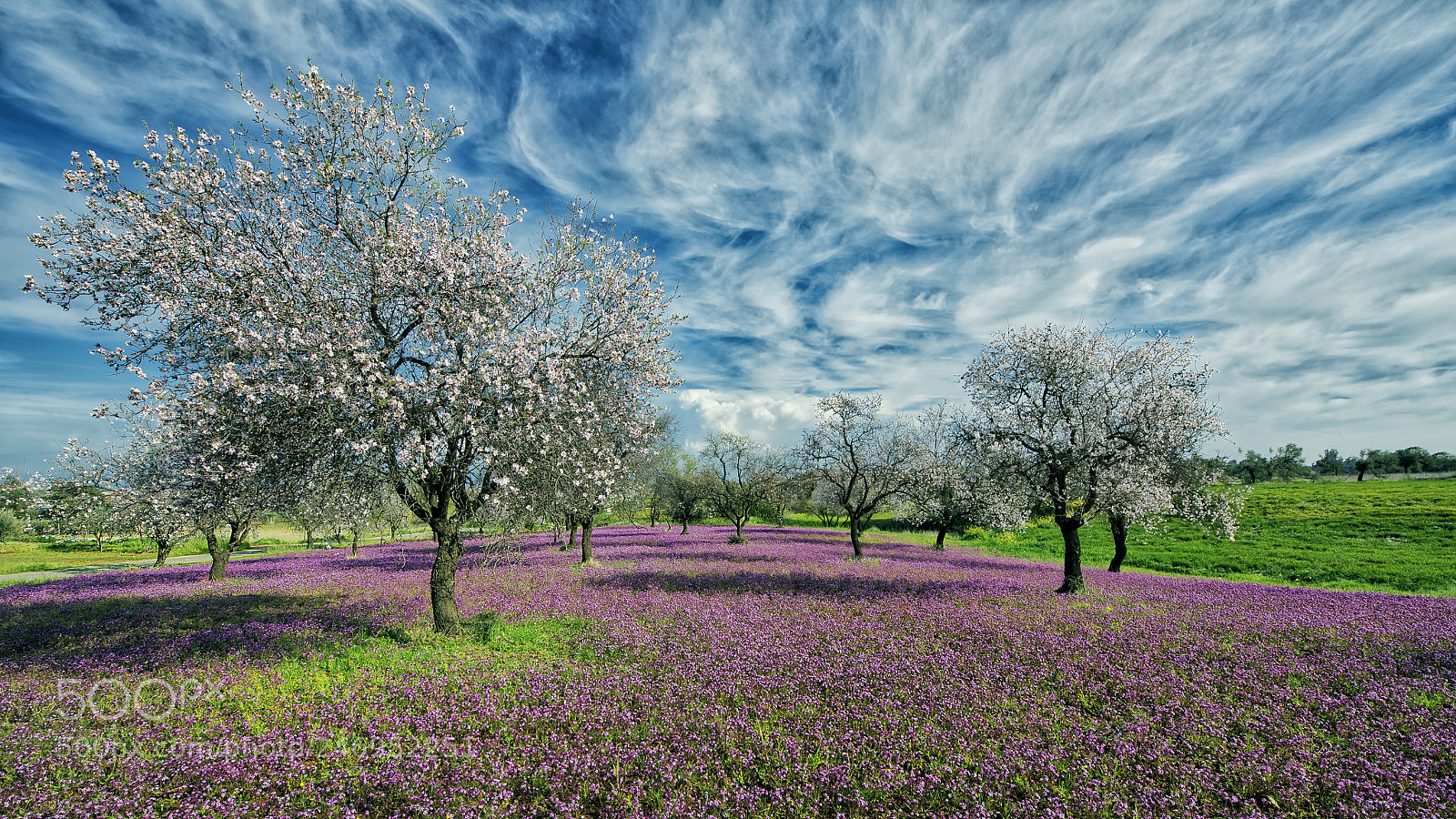 Nikon D800 sample photo. Spring in the air photography