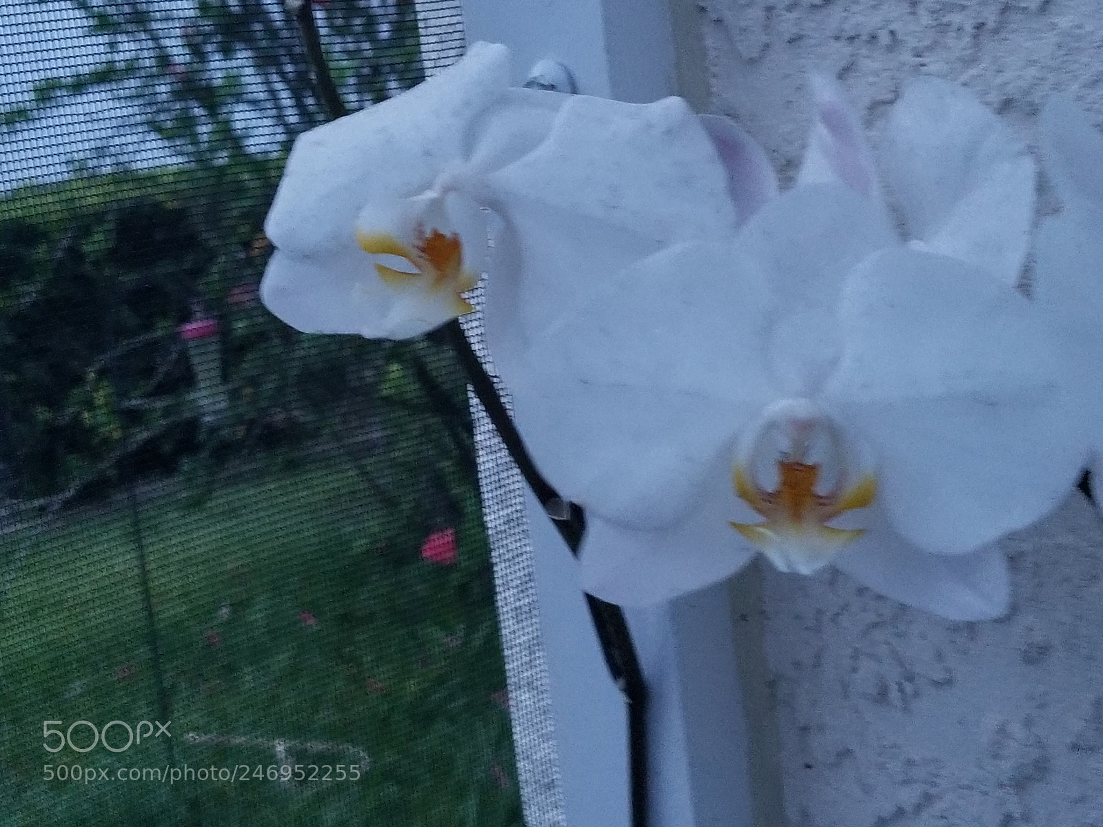 Samsung Galaxy S8+ sample photo. Untitled photography