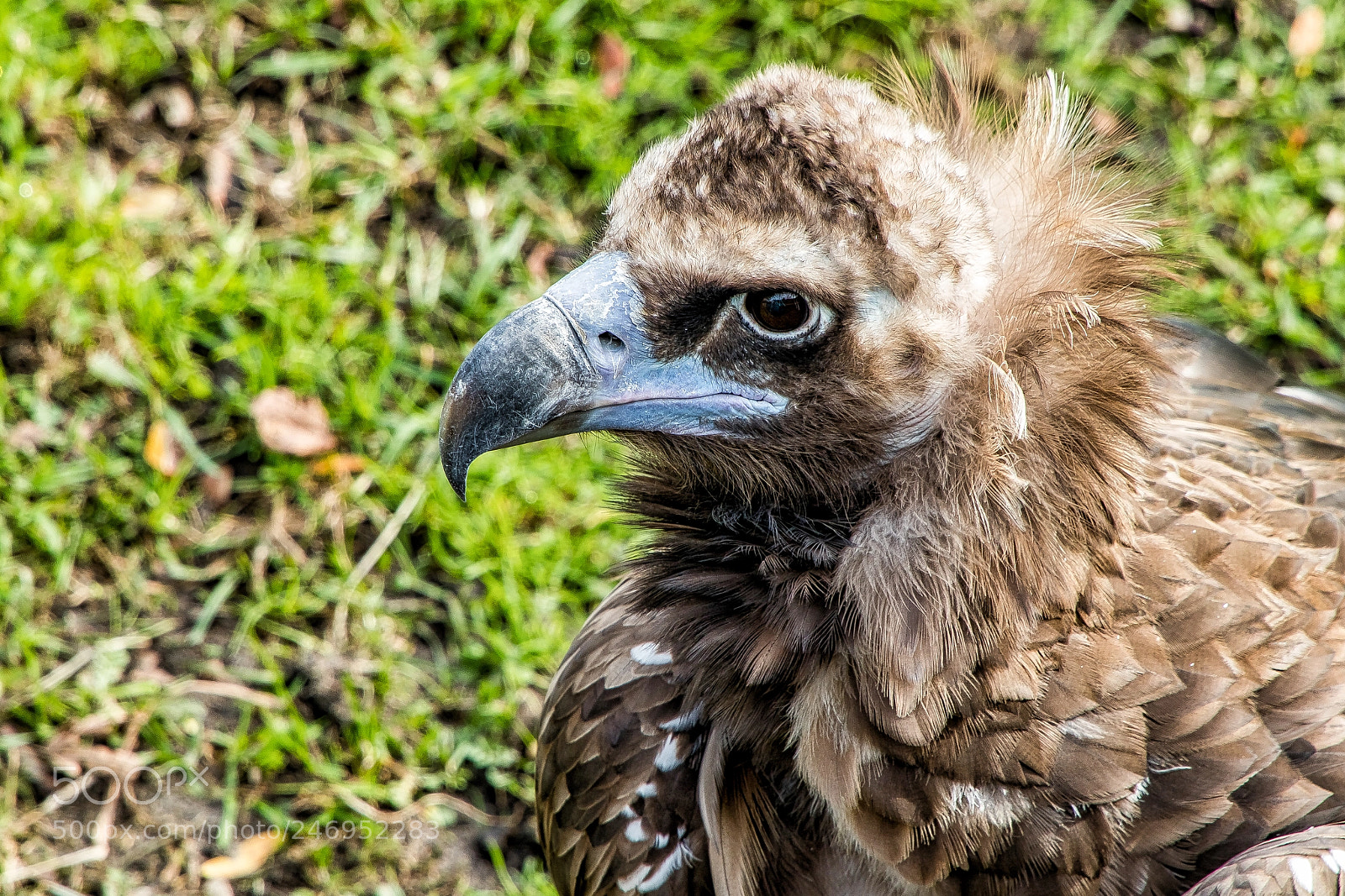 Canon EOS M5 sample photo. The vulture's beak photography