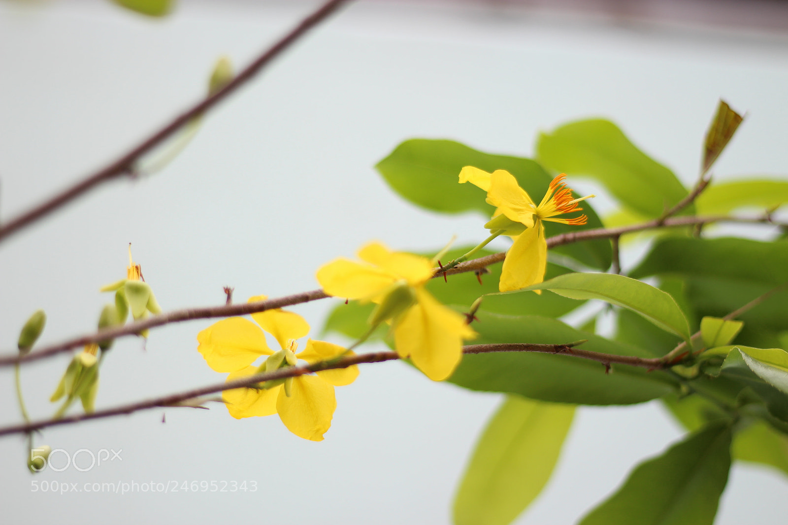 Canon EOS 700D (EOS Rebel T5i / EOS Kiss X7i) + Canon EF 50mm F1.8 STM sample photo. H o a m photography