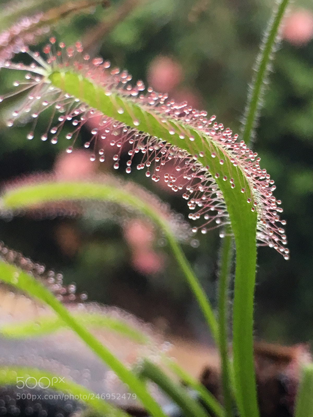 Apple iPhone 6s sample photo. I love nature photography