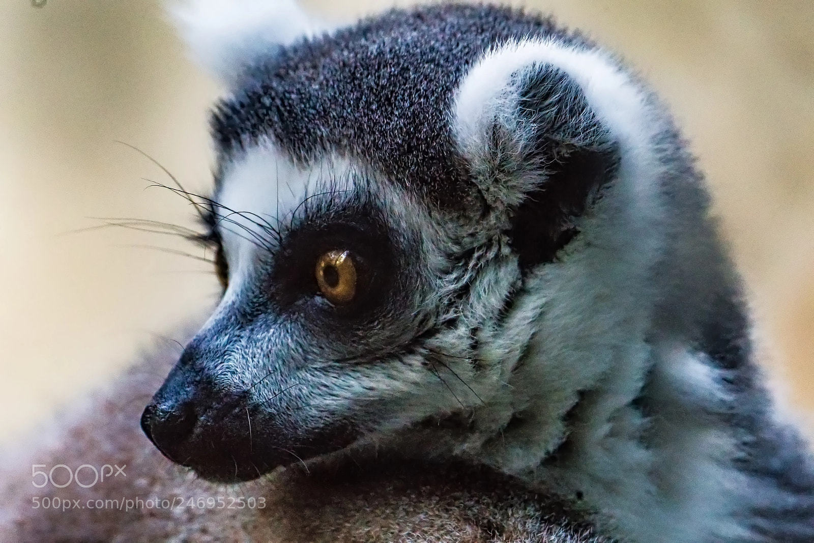 Sony a9 sample photo. Profile of a lemur photography