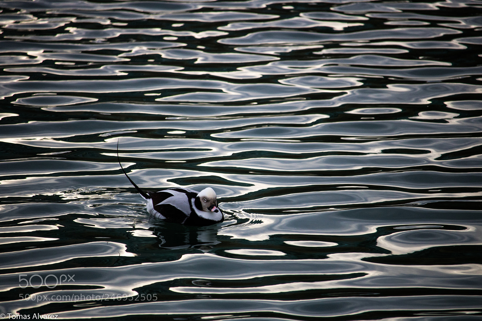 Canon EOS 750D (EOS Rebel T6i / EOS Kiss X8i) sample photo. Winter plumage photography