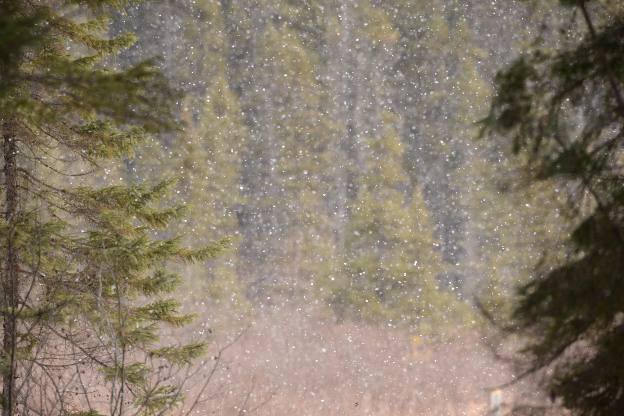 Sigma 150-600mm F5-6.3 DG OS HSM | C sample photo. Snow fall photography