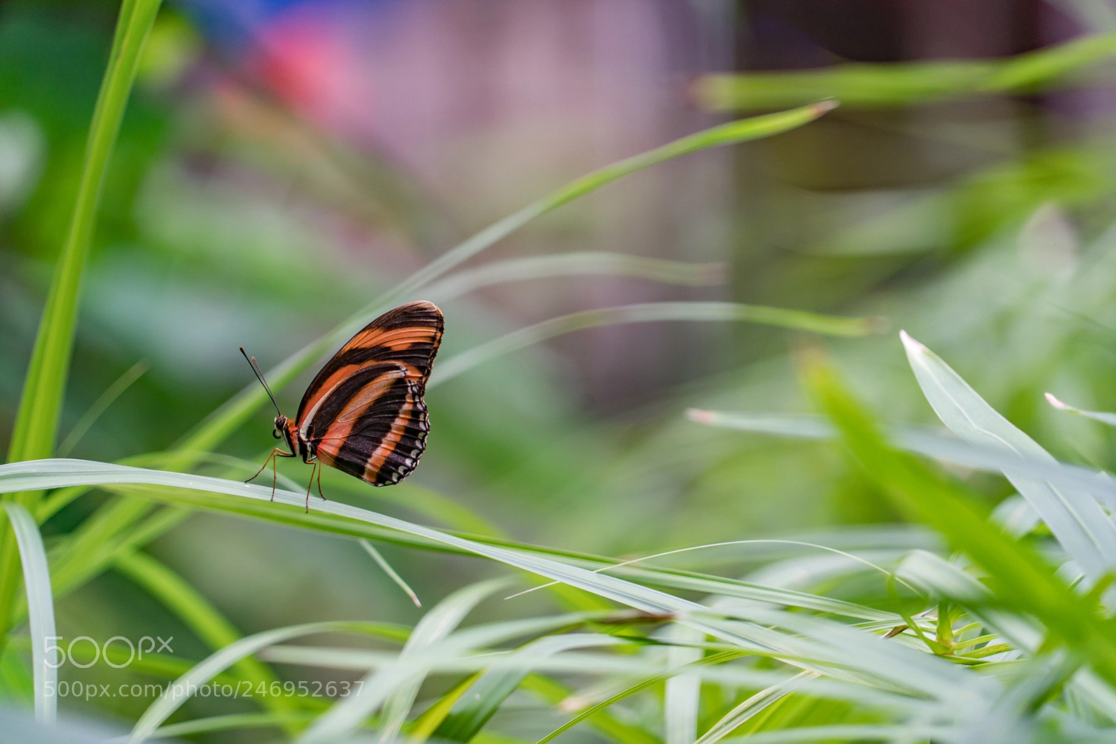 Sony a9 sample photo. Stripes photography