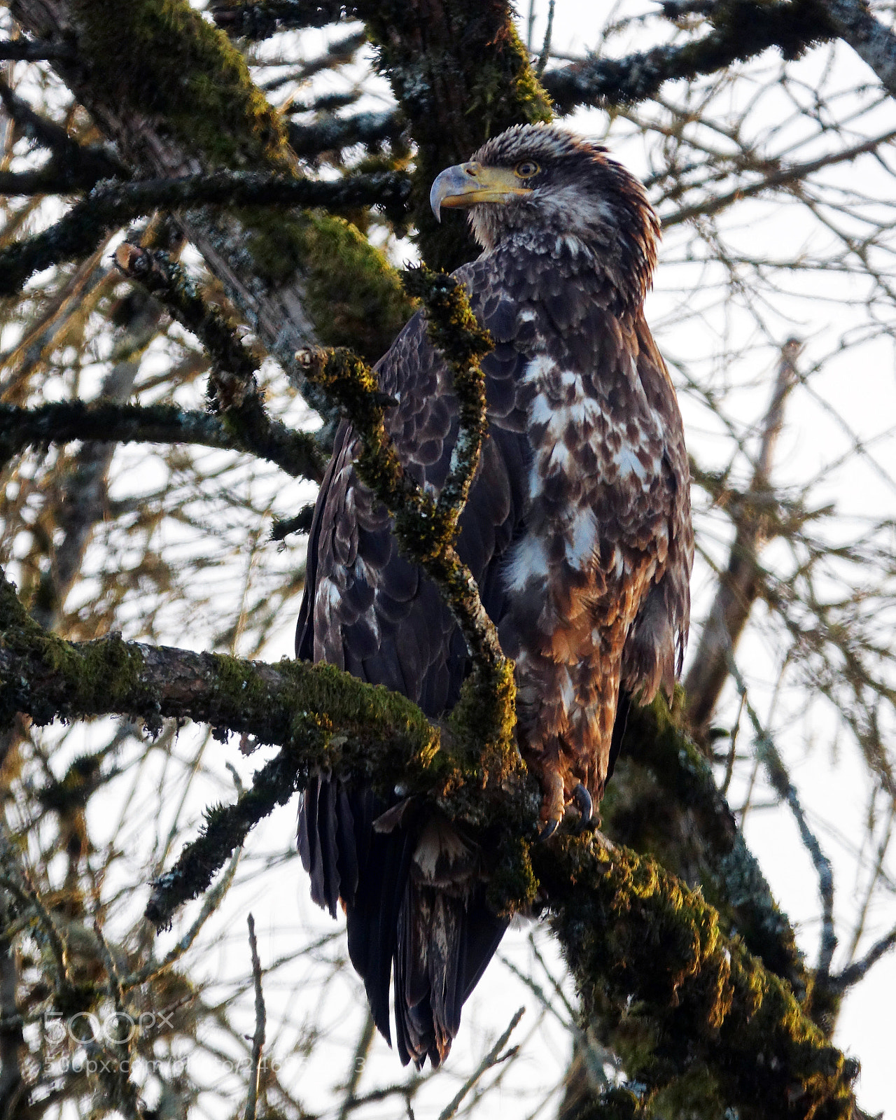 Sony Cyber-shot DSC-RX10 III sample photo. Juvenile bald eagle photography