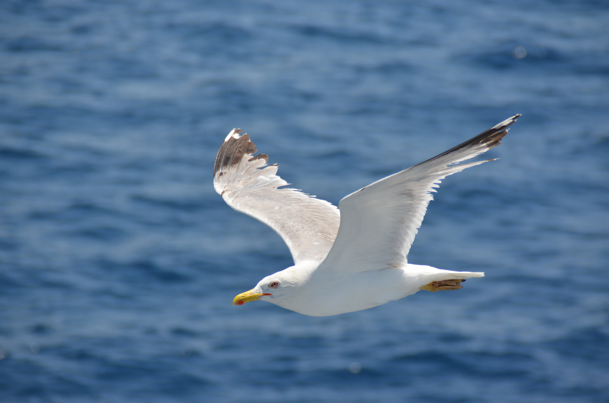Nikon D5100 sample photo. Peace photography