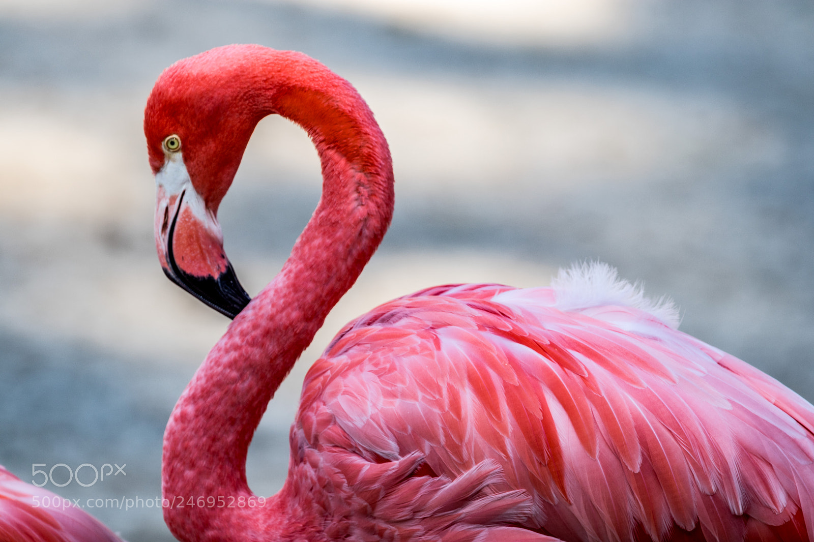 Canon EOS M5 sample photo. Flamingo at 12 o'clock photography
