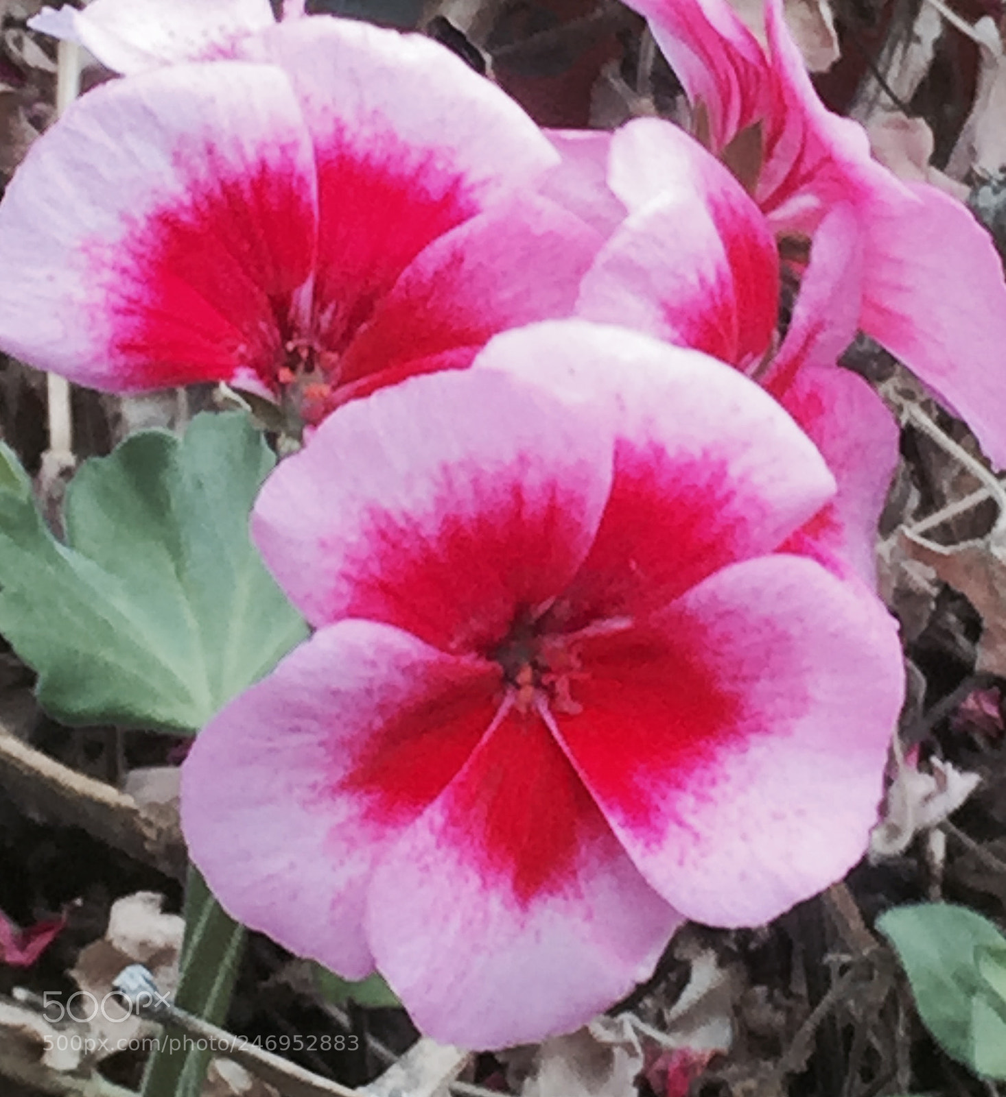 Apple iPhone 6 sample photo. Think spring photography