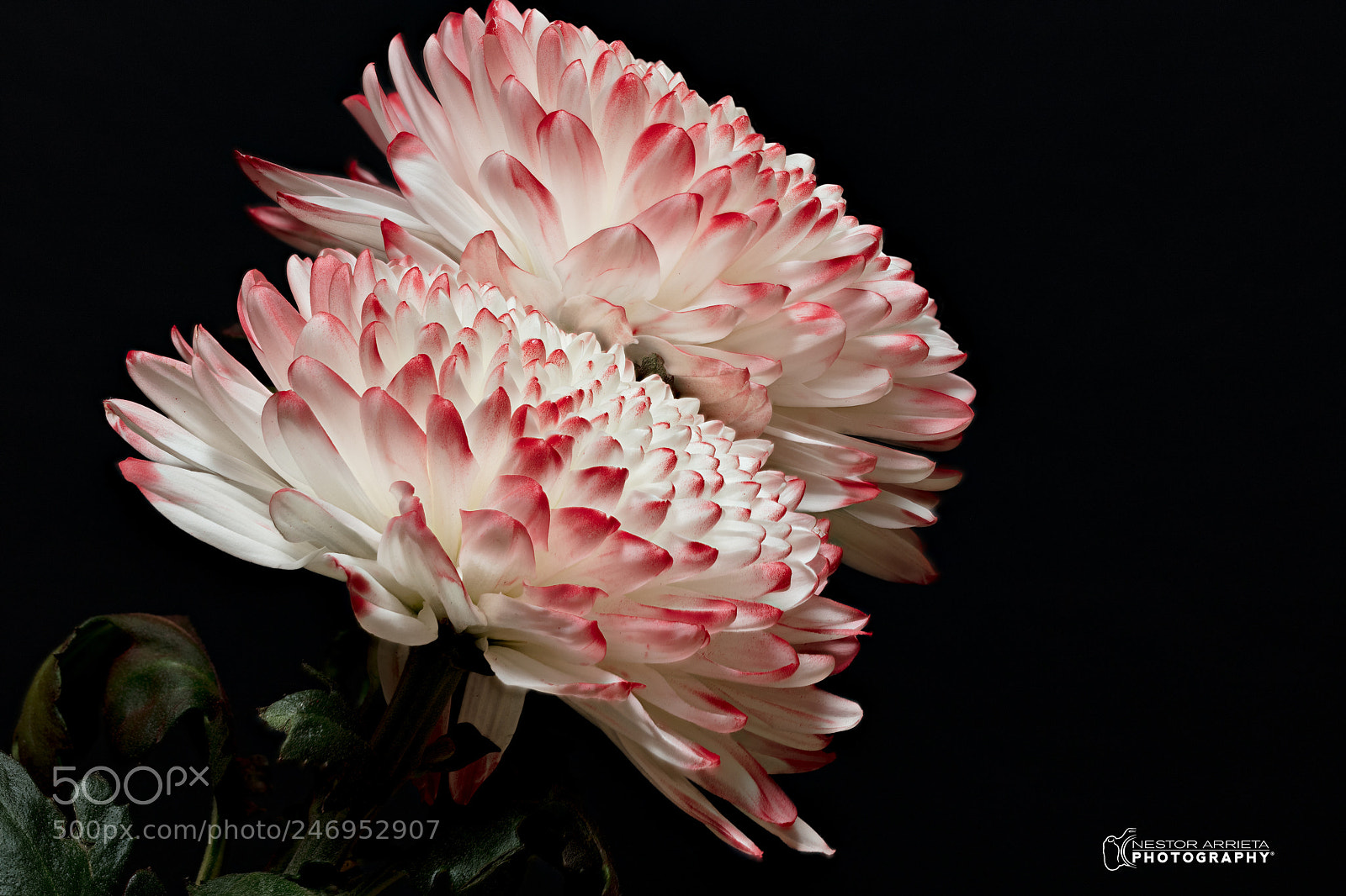 Canon EOS 5DS R sample photo. Dahlia photography