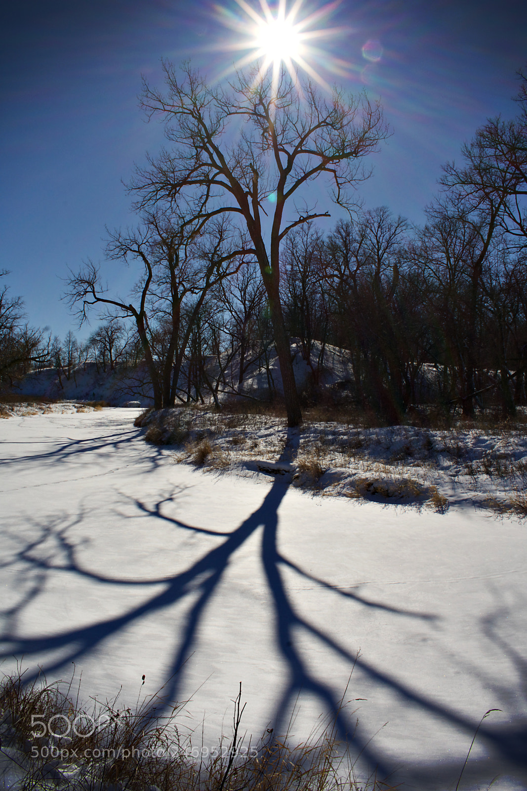 Nikon D3400 sample photo. Extended tree shadow photography