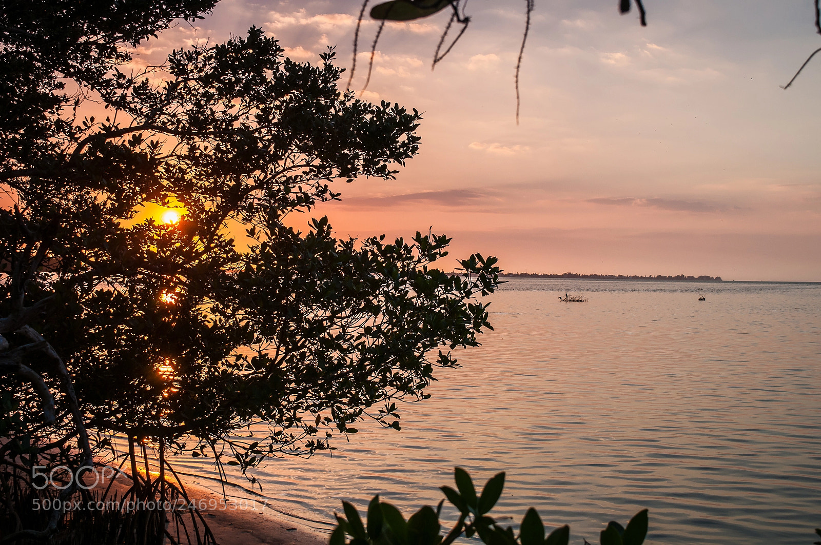 Nikon D5000 sample photo. Sunset through the bush photography