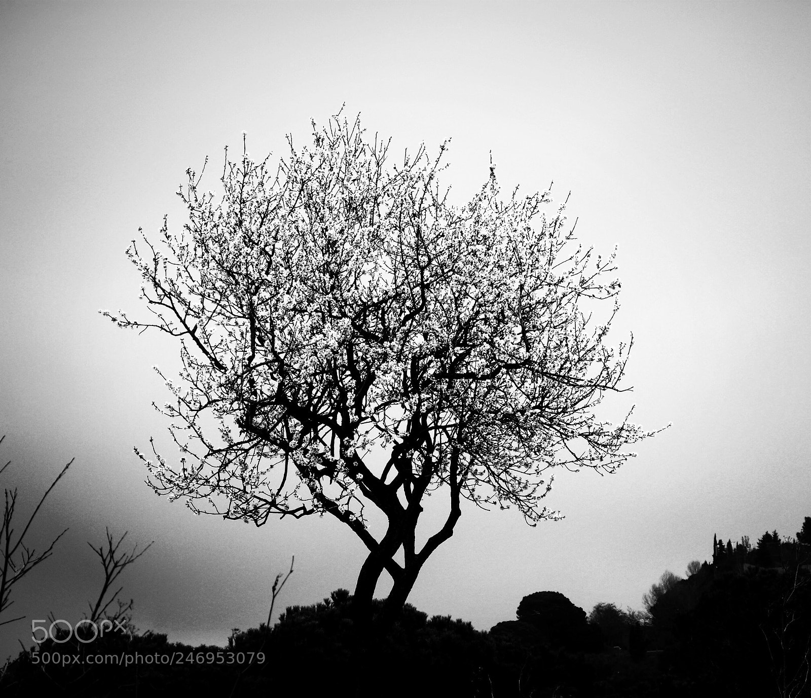 Canon EOS 450D (EOS Rebel XSi / EOS Kiss X2) sample photo. Almond tree in lone photography