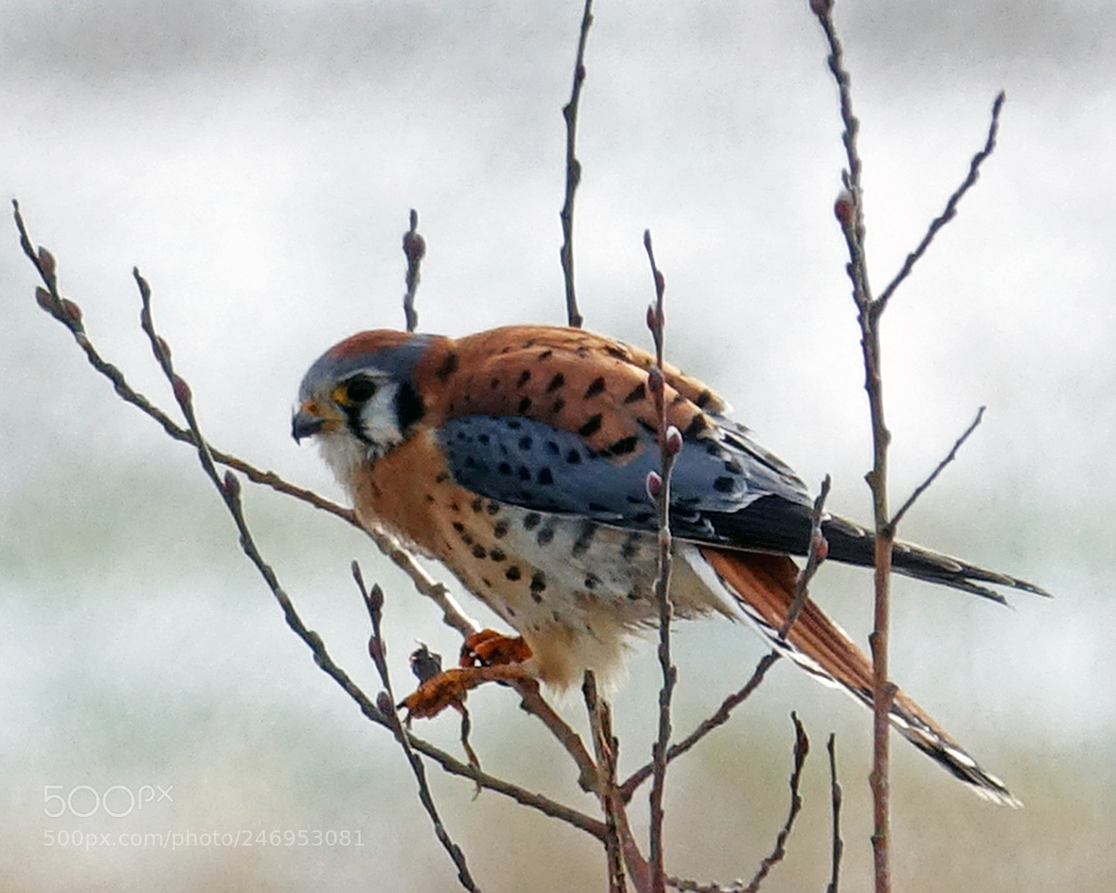 Sony Cyber-shot DSC-RX10 III sample photo. Kestler with frog photography