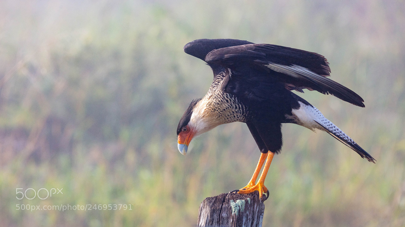 Canon EOS 5DS sample photo. Crested caracara photography