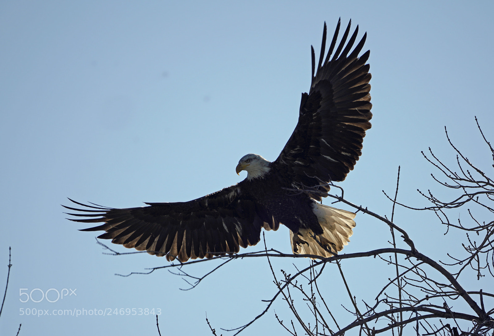 Sony a7R III sample photo. Juvenile bald eagle in photography