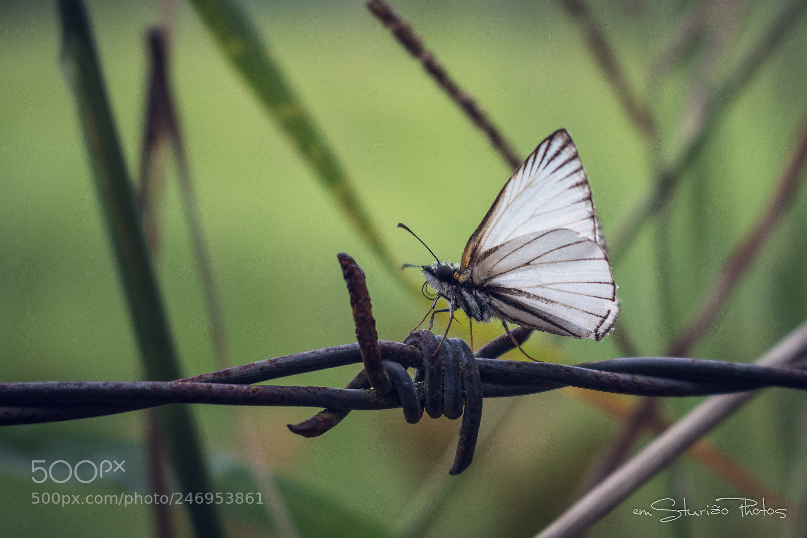 Canon EOS 750D (EOS Rebel T6i / EOS Kiss X8i) sample photo. Borboleta photography