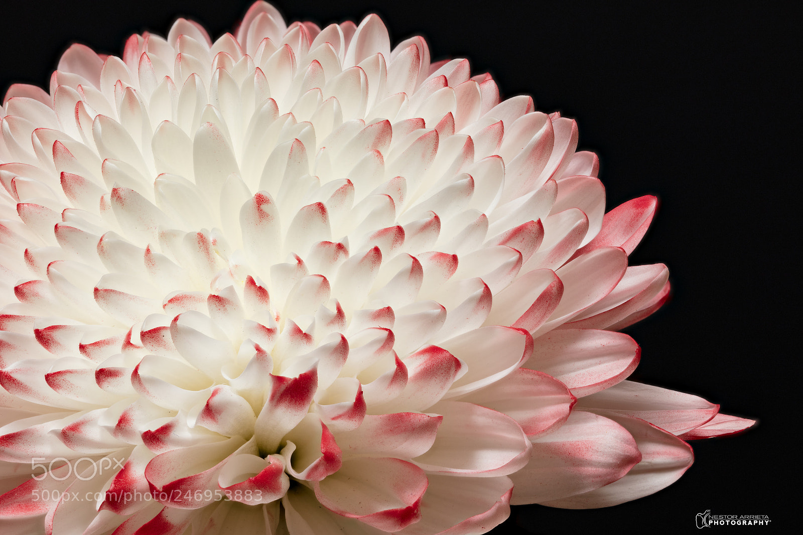Canon EOS 5DS R sample photo. Dahliac photography