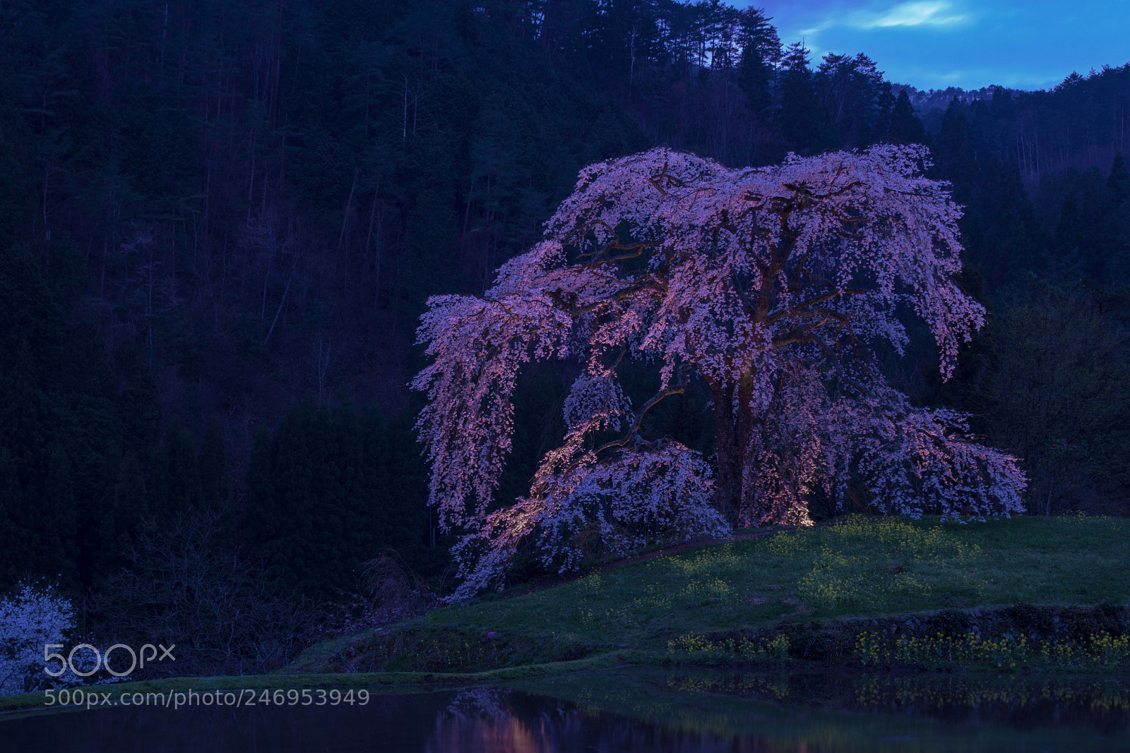 Sony ILCA-77M2 sample photo. Sakura are in full photography