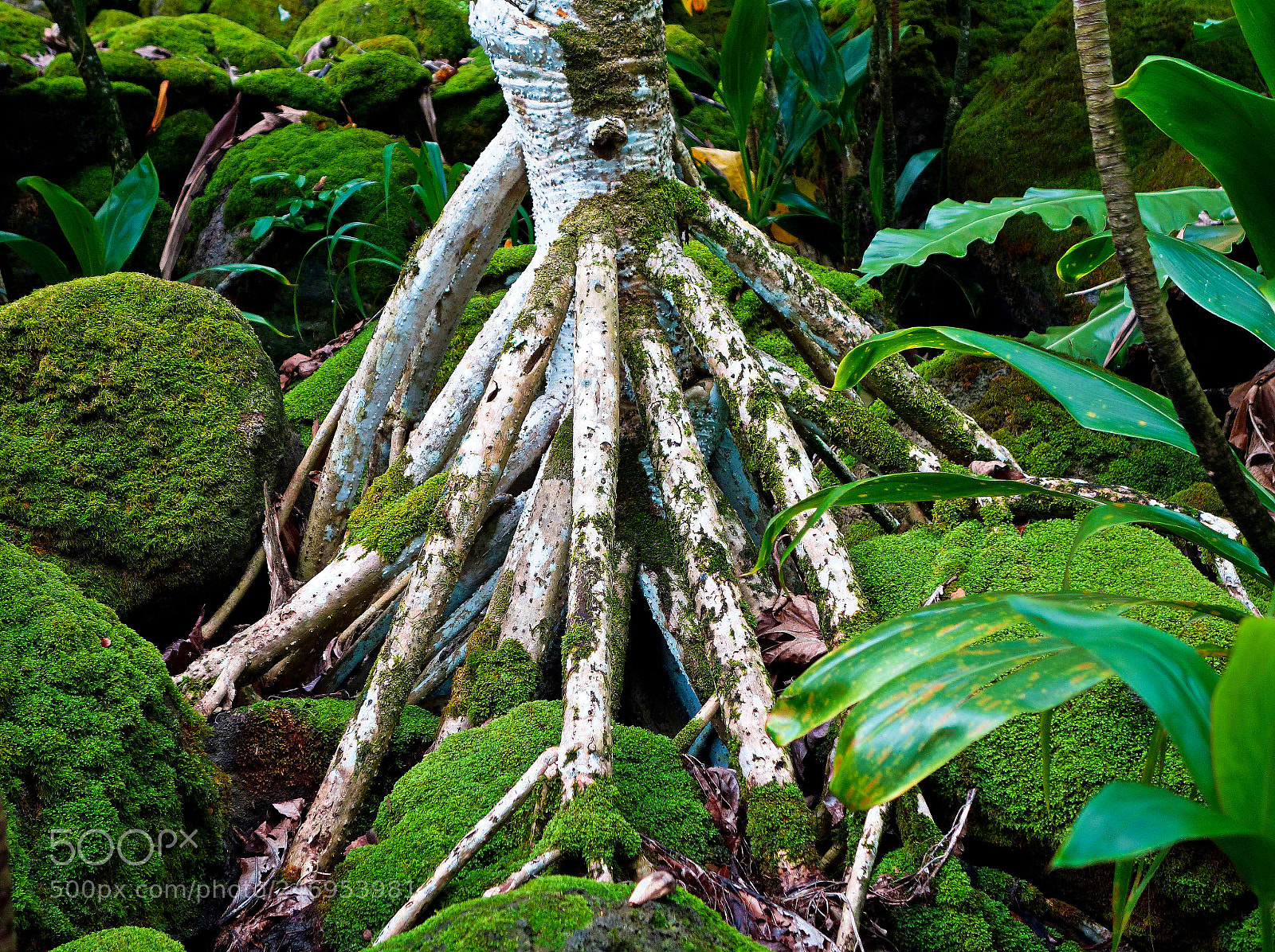 Sony Cyber-shot DSC-RX100 sample photo. Tree roots and moss photography