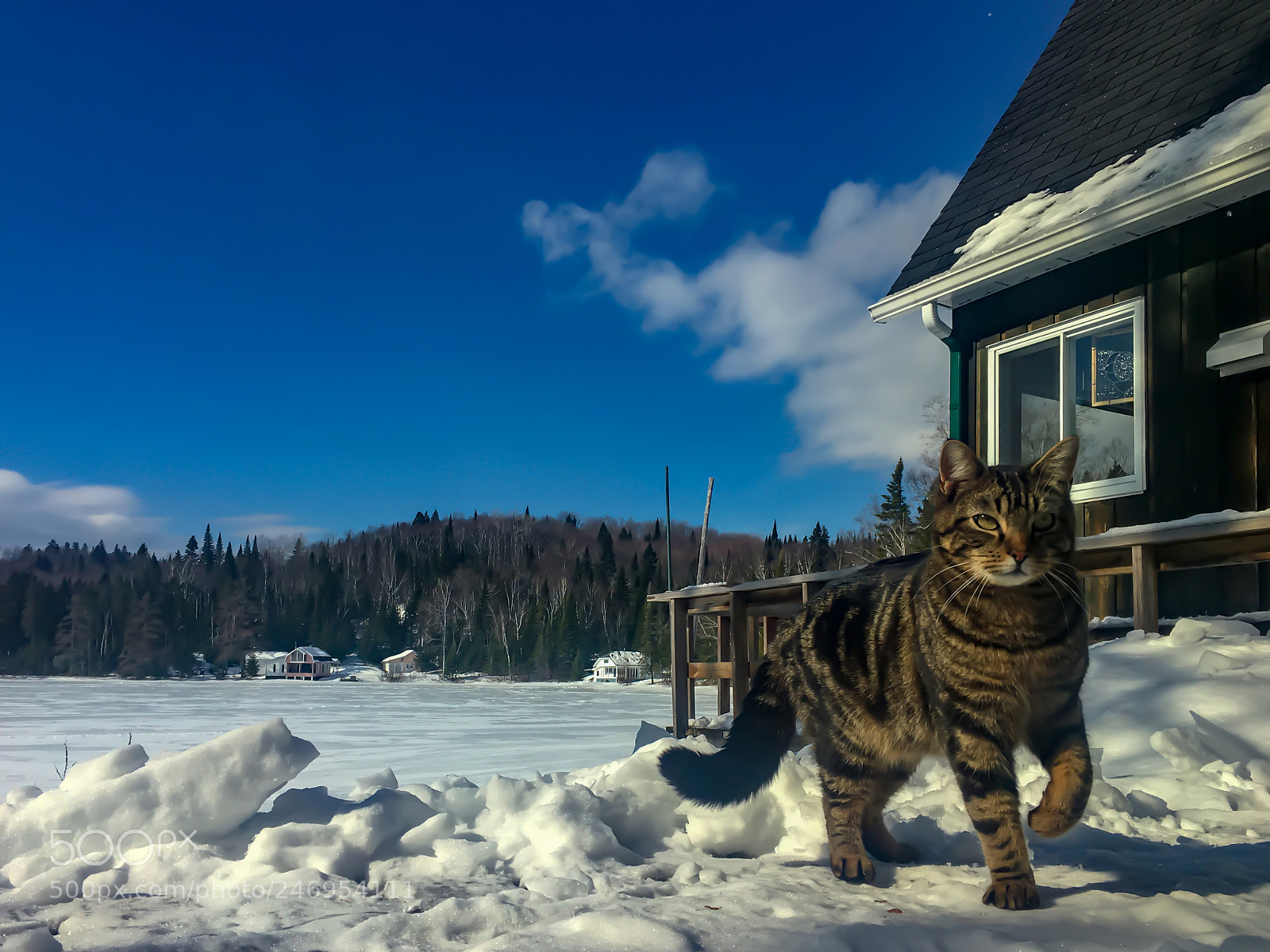 Apple iPhone 6s sample photo. Cat ... photography