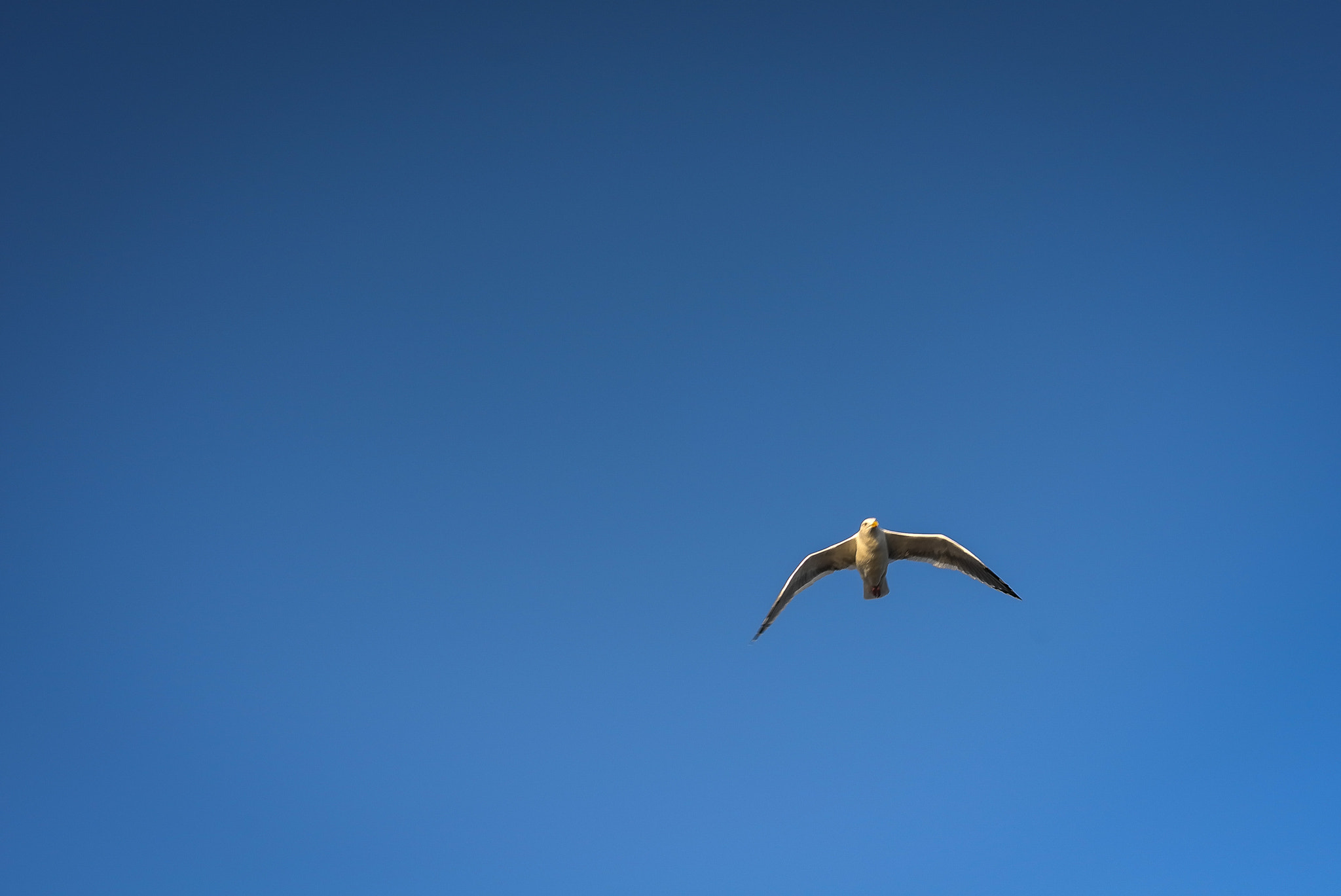 Leica X1 sample photo. Fly photography