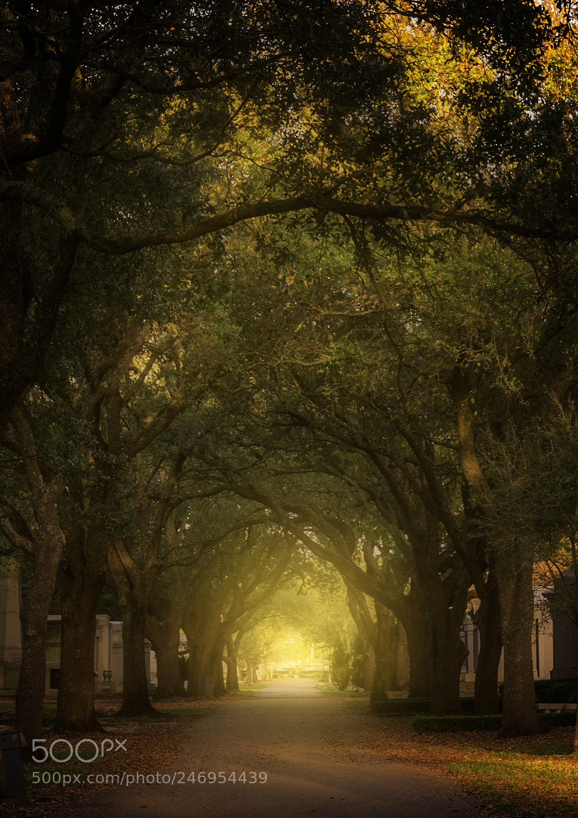 Nikon D810 sample photo. Into the light photography